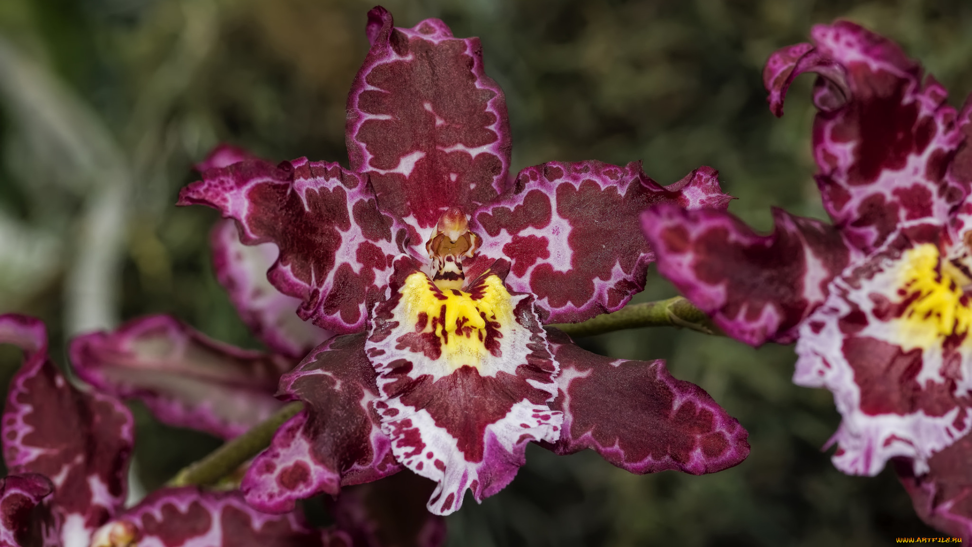 цветы, орхидеи, экзотика