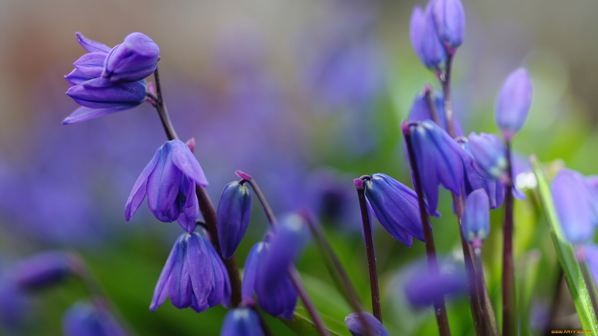 цветы, подснежники, , белоцветник, синий