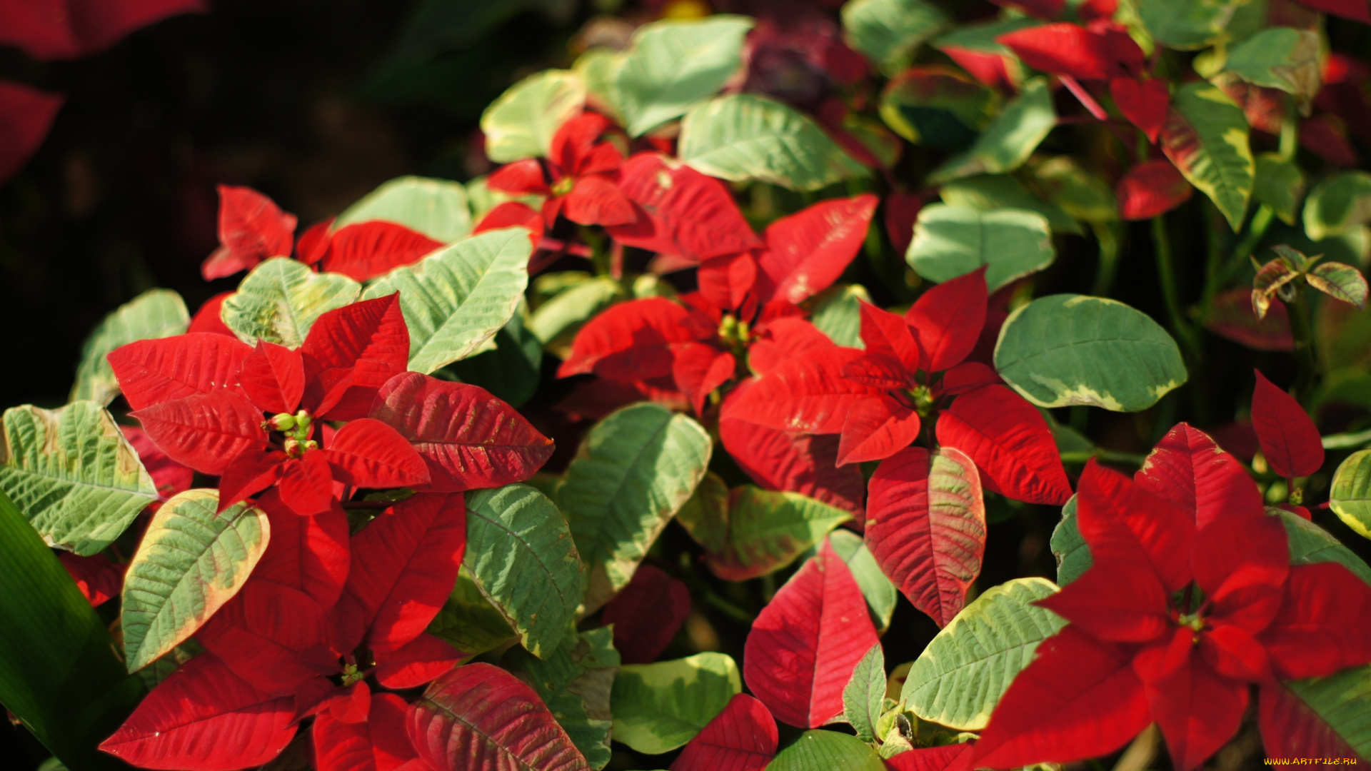цветы, пуансеттия, листья