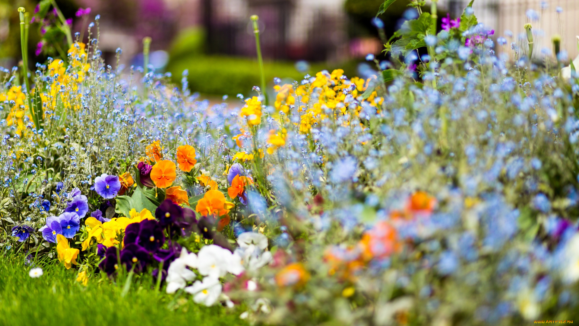 цветы, разные, вместе, клумба, цвета, трава