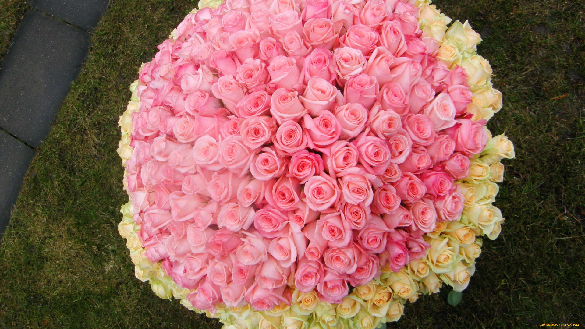 цветы, розы, букет