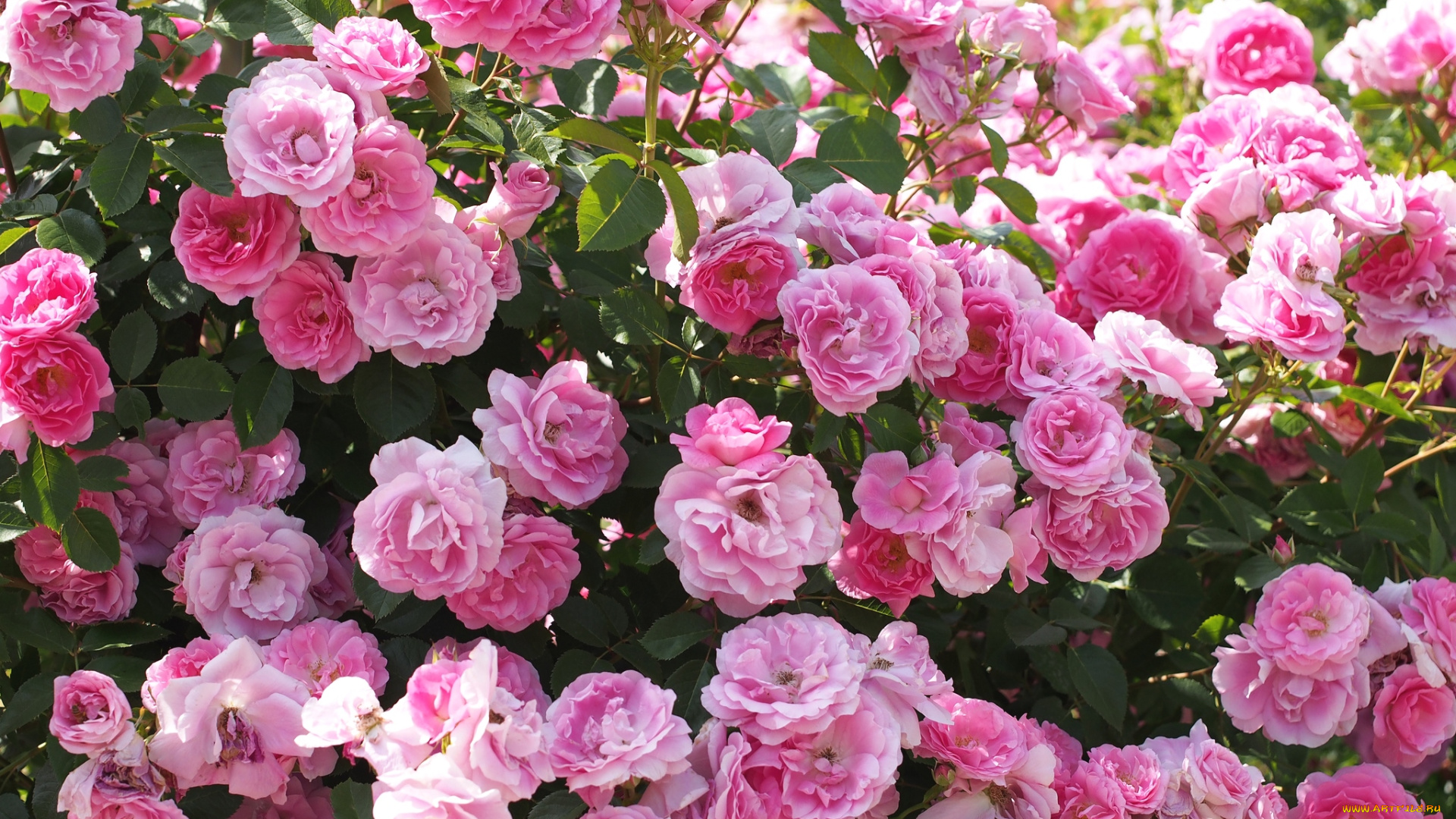 цветы, розы, розовый