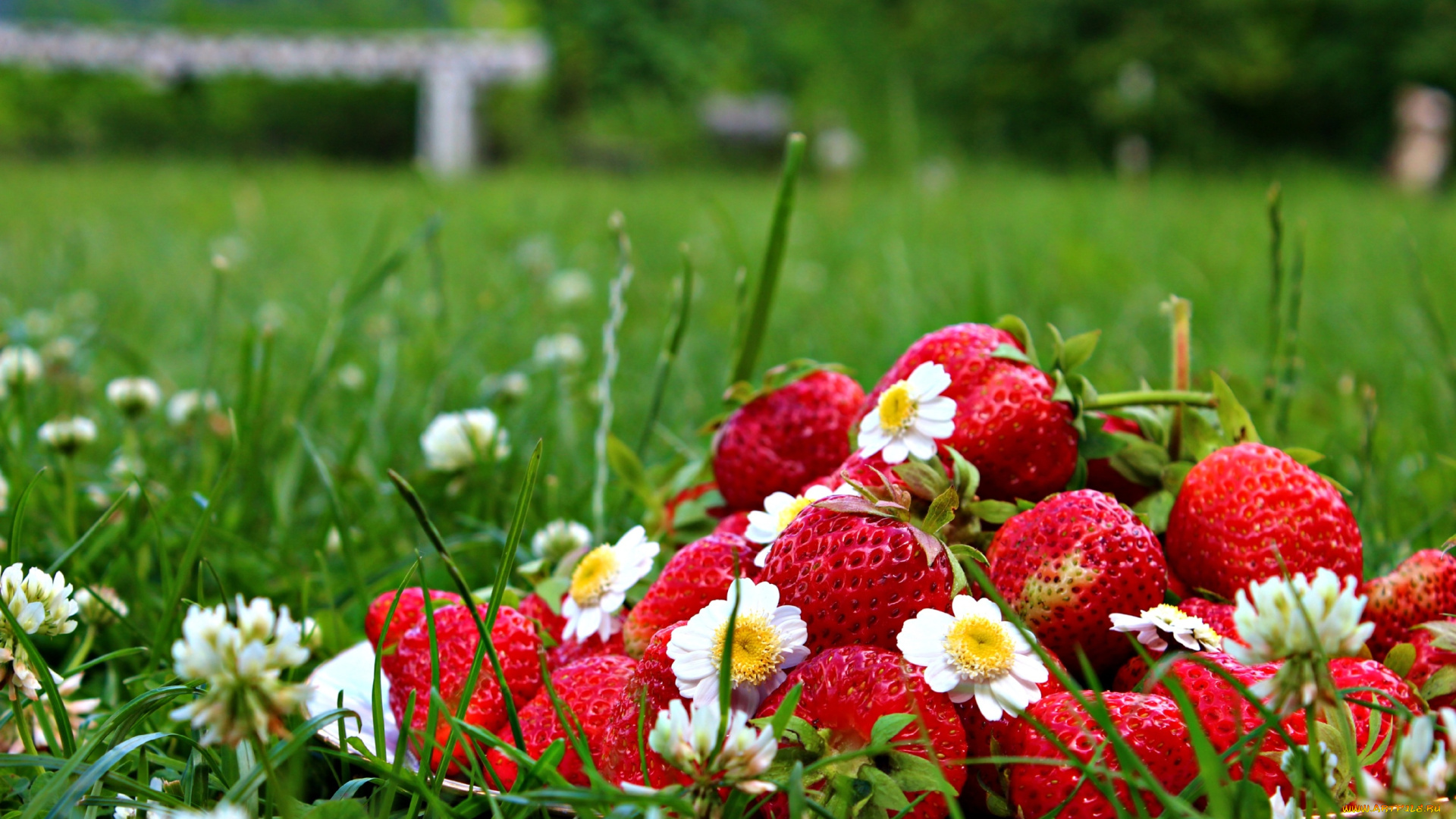 еда, клубника, , земляника, ягоды