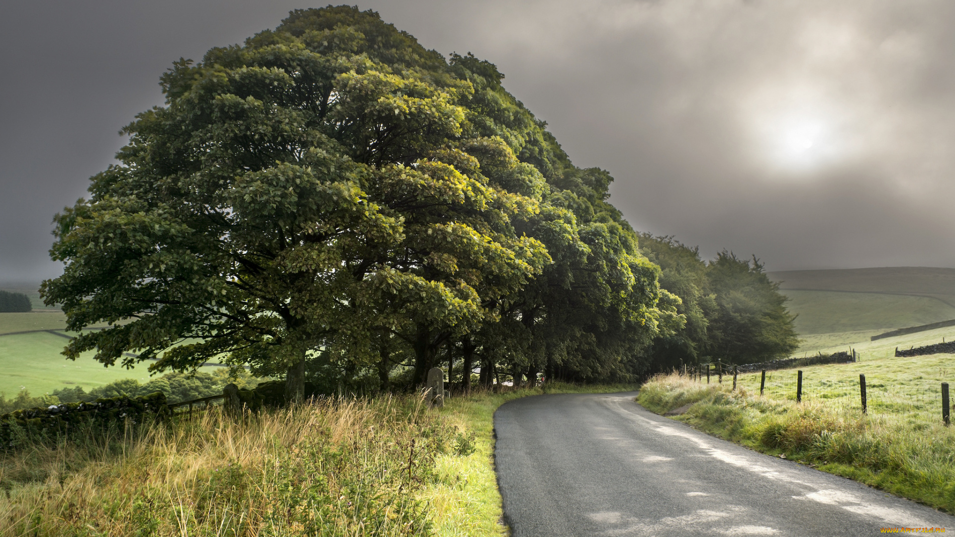 природа, дороги, дорога, поле, дерево
