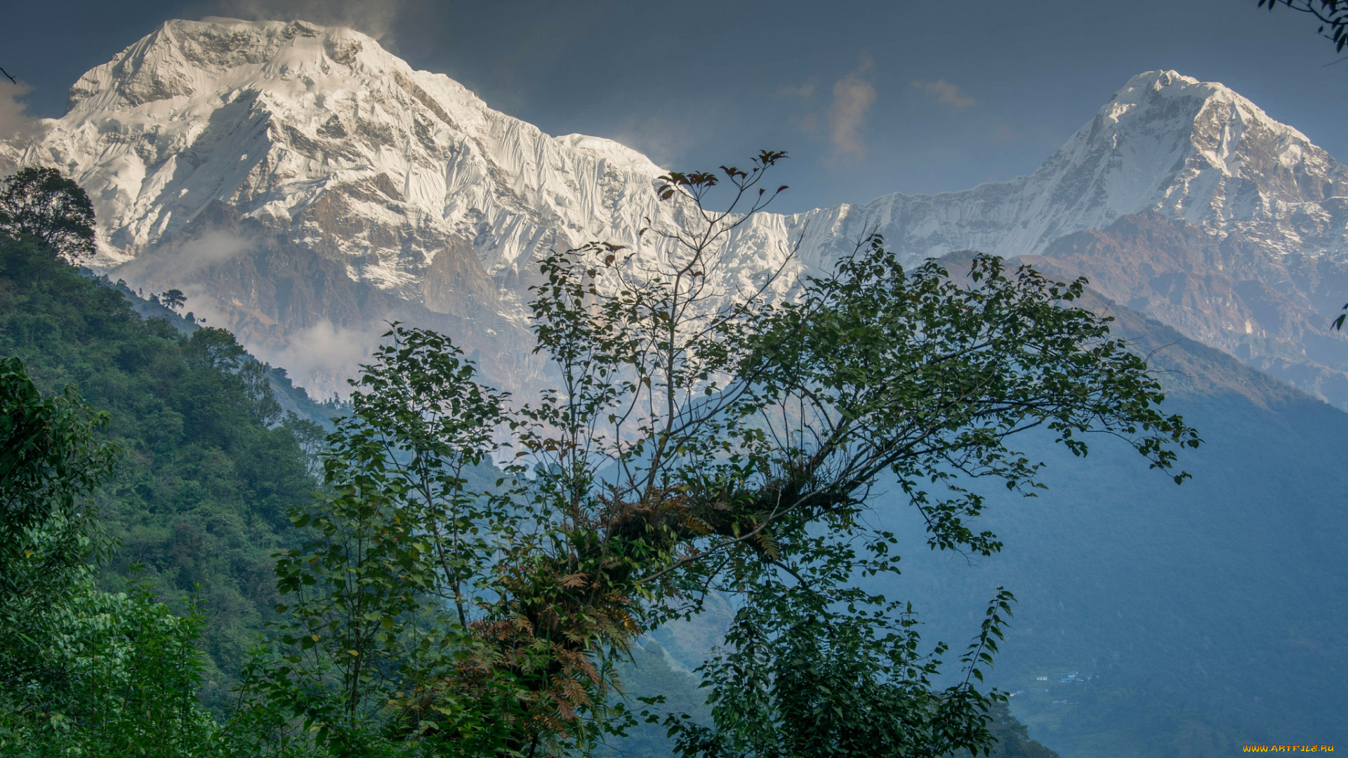 природа, горы, лес, снега, вершины