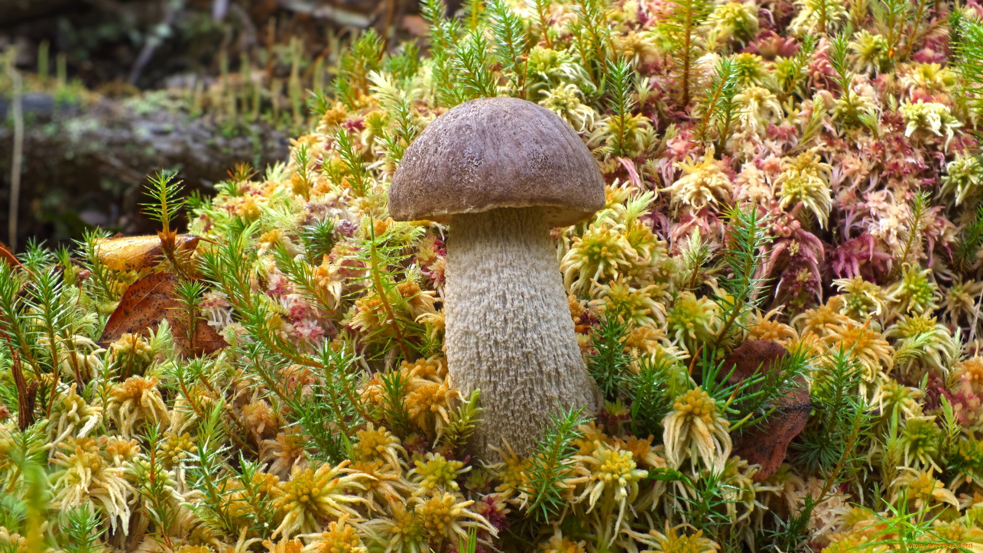 природа, грибы, крепыш