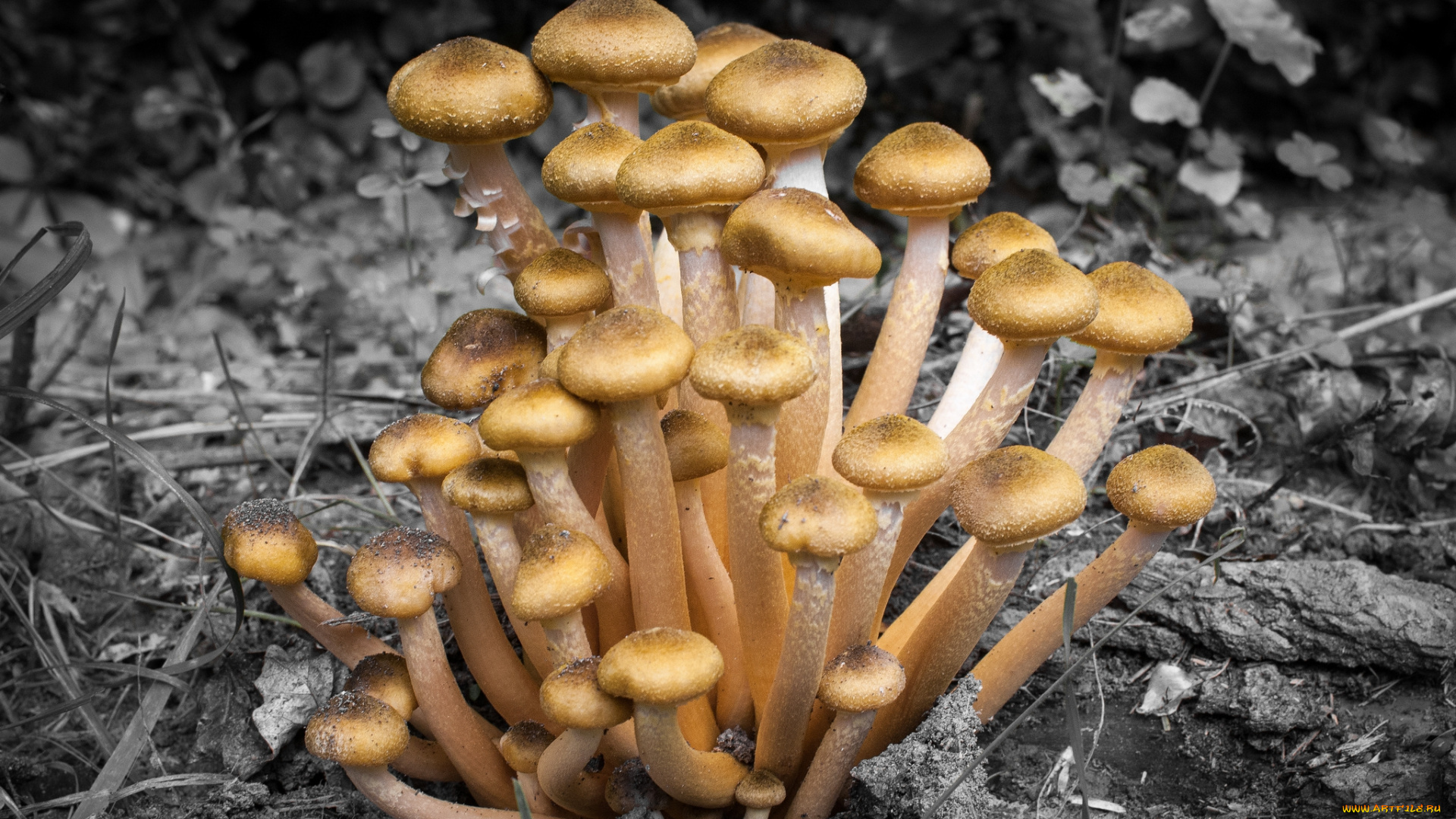 природа, грибы, осень, лес, опята