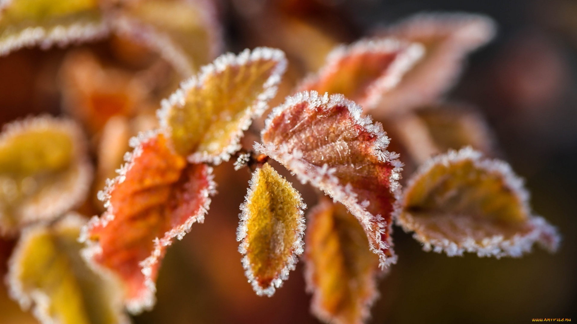природа, листья, холод, цвета, макро, изморозь, ветка