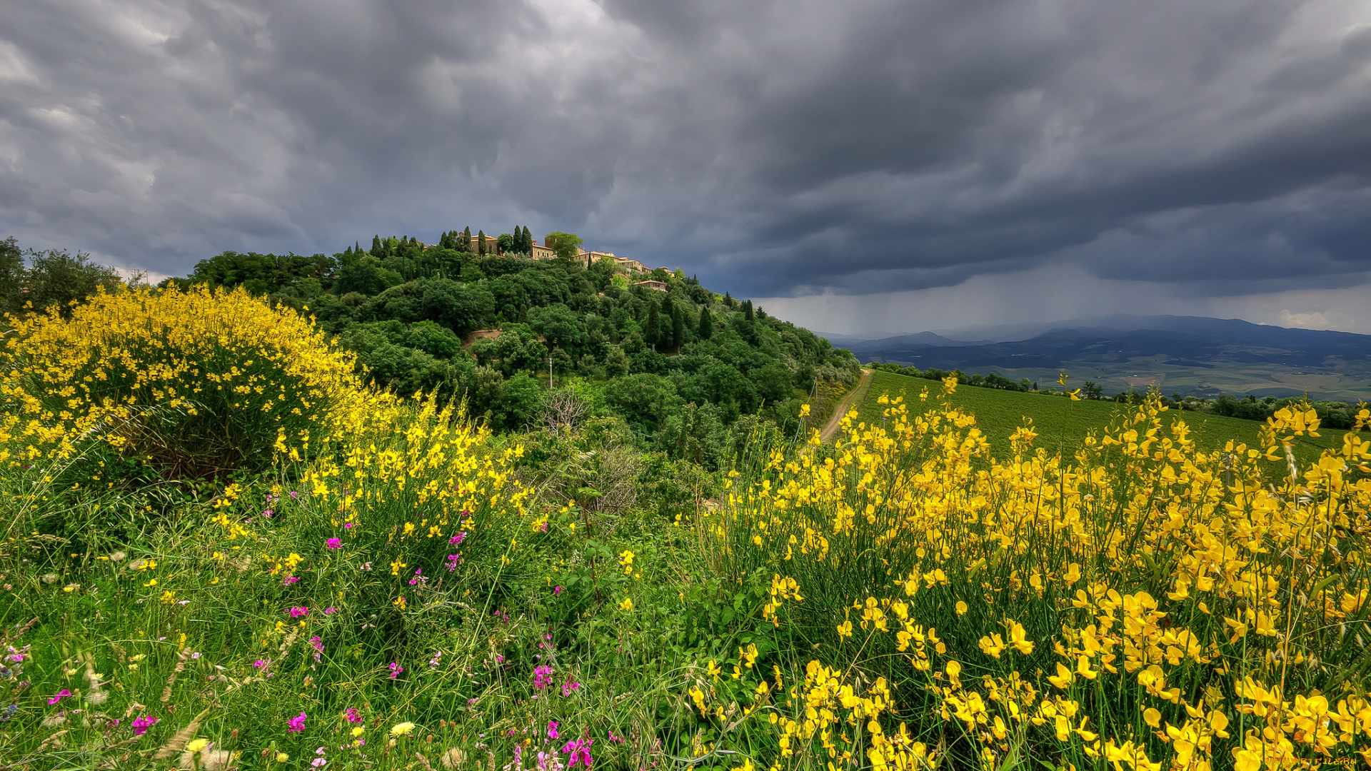 природа, луга, луг, трава, цветы