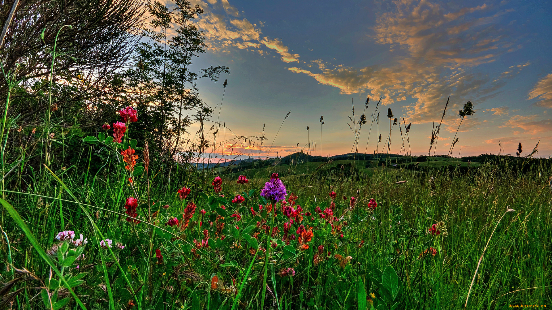 природа, луга, луг, трава, цветы