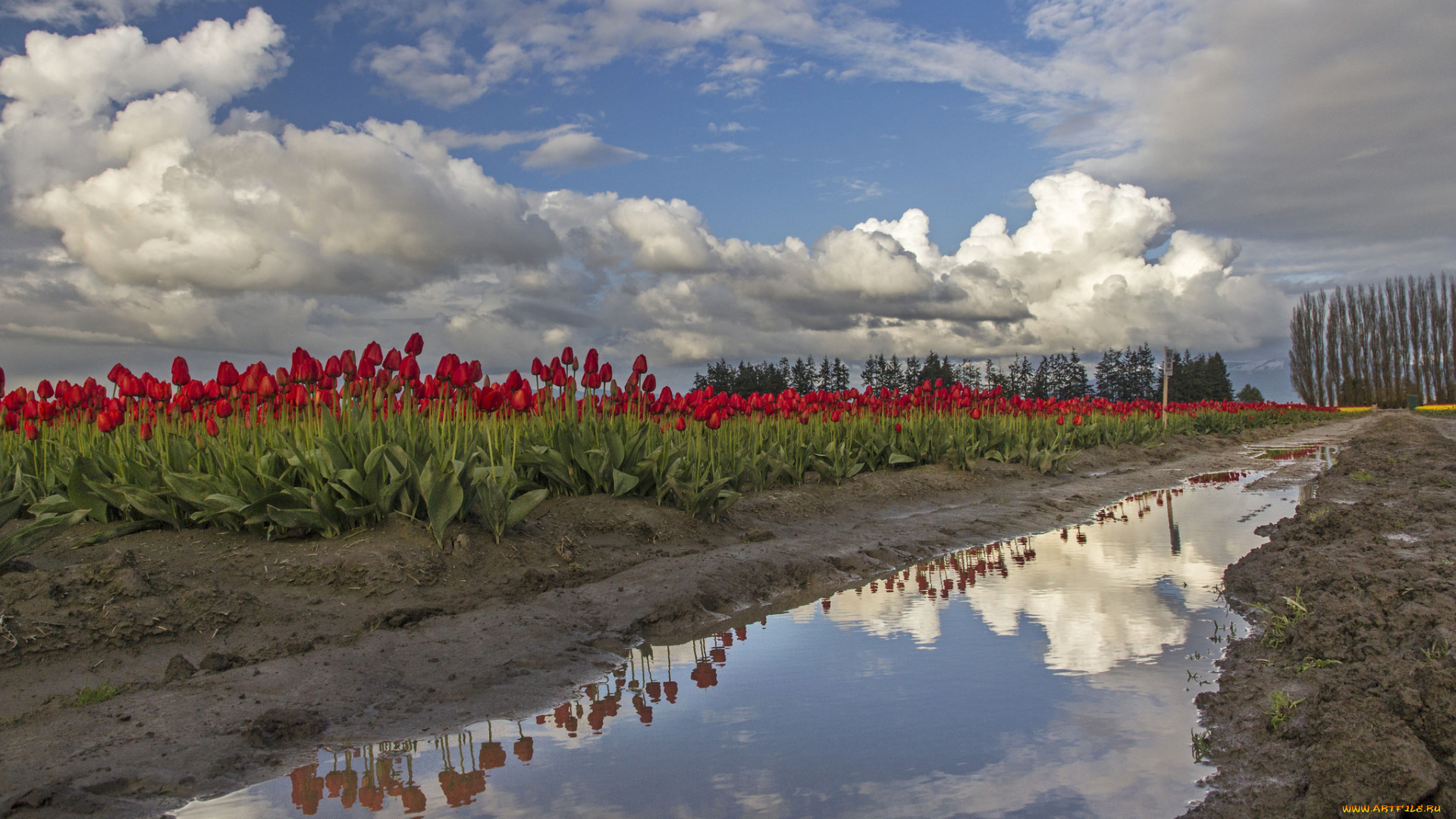 природа, поля, тучи, лужи, дорога, тюльпаны, поле