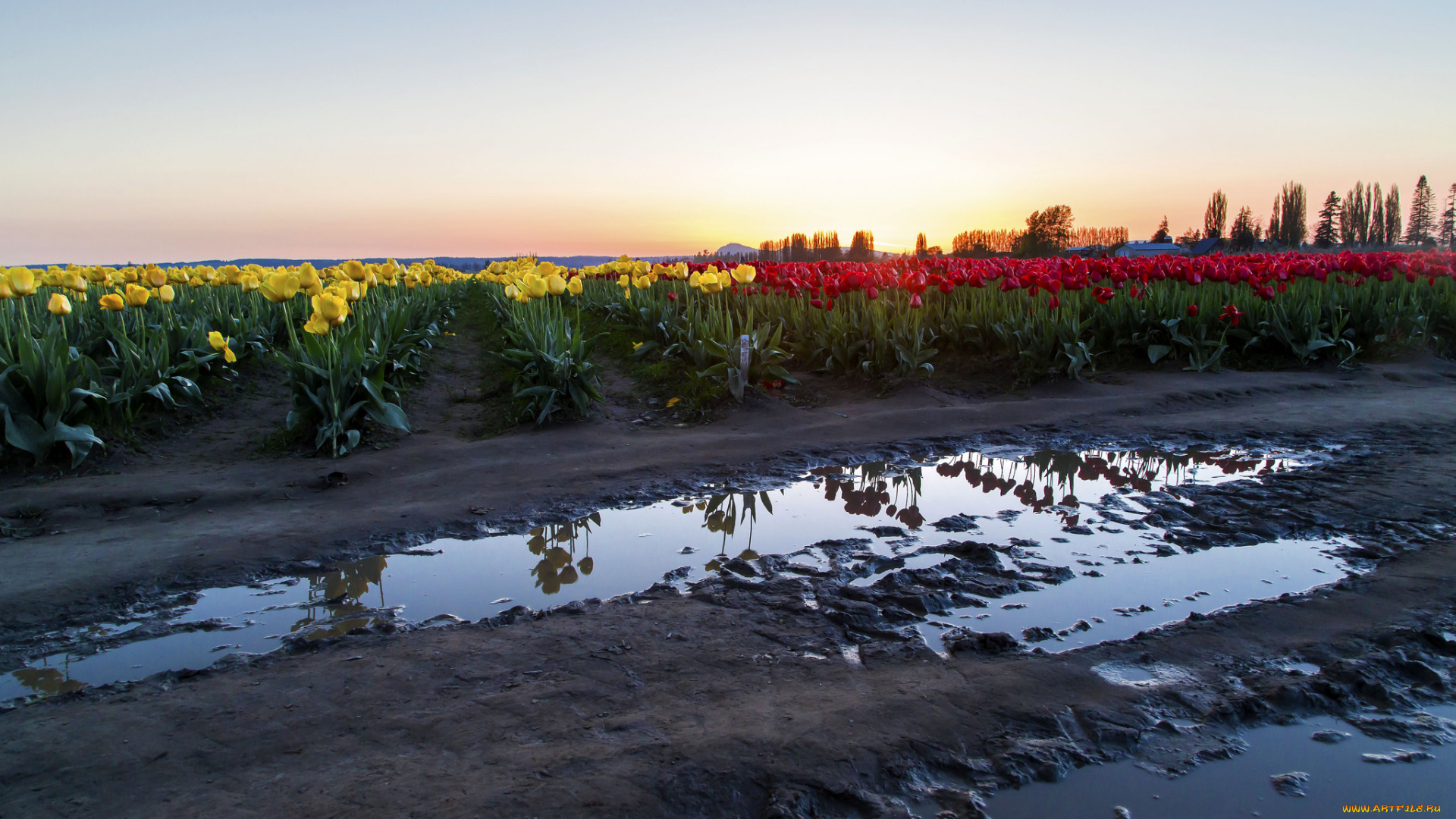 природа, поля, тюльпаны, тучи, лужи, дорога, поле