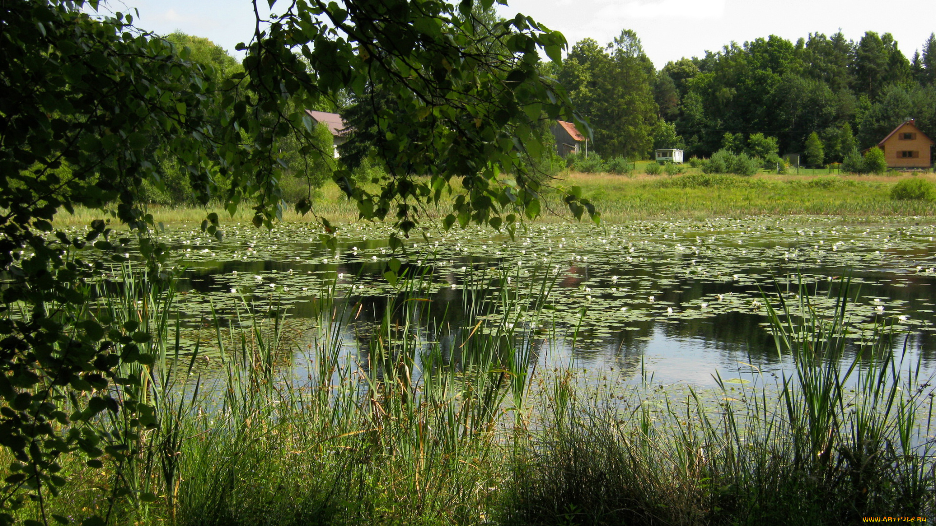 природа, реки, озера, трава, озеро, польша