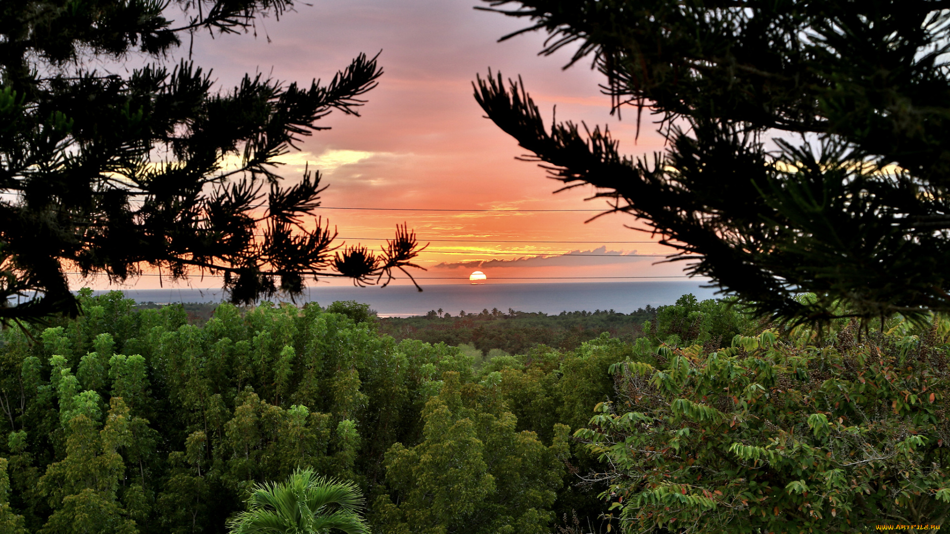 природа, восходы, закаты, горизонт, солнце, ветки, лес