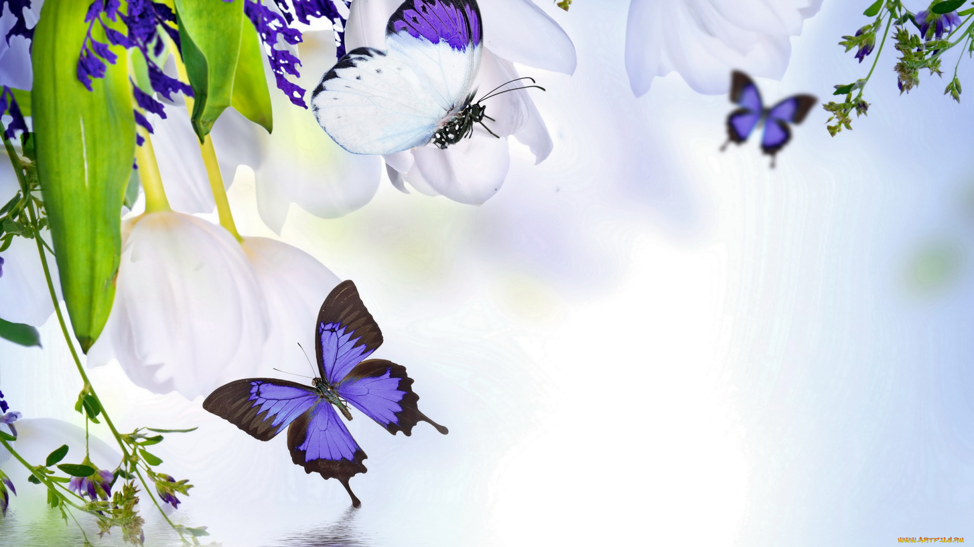 разное, компьютерный, дизайн, spring, blossom, tulips, purple, flowers, butterflies, reflection, water, весна, цветение, бабочки, тюльпаны, вода, отражение