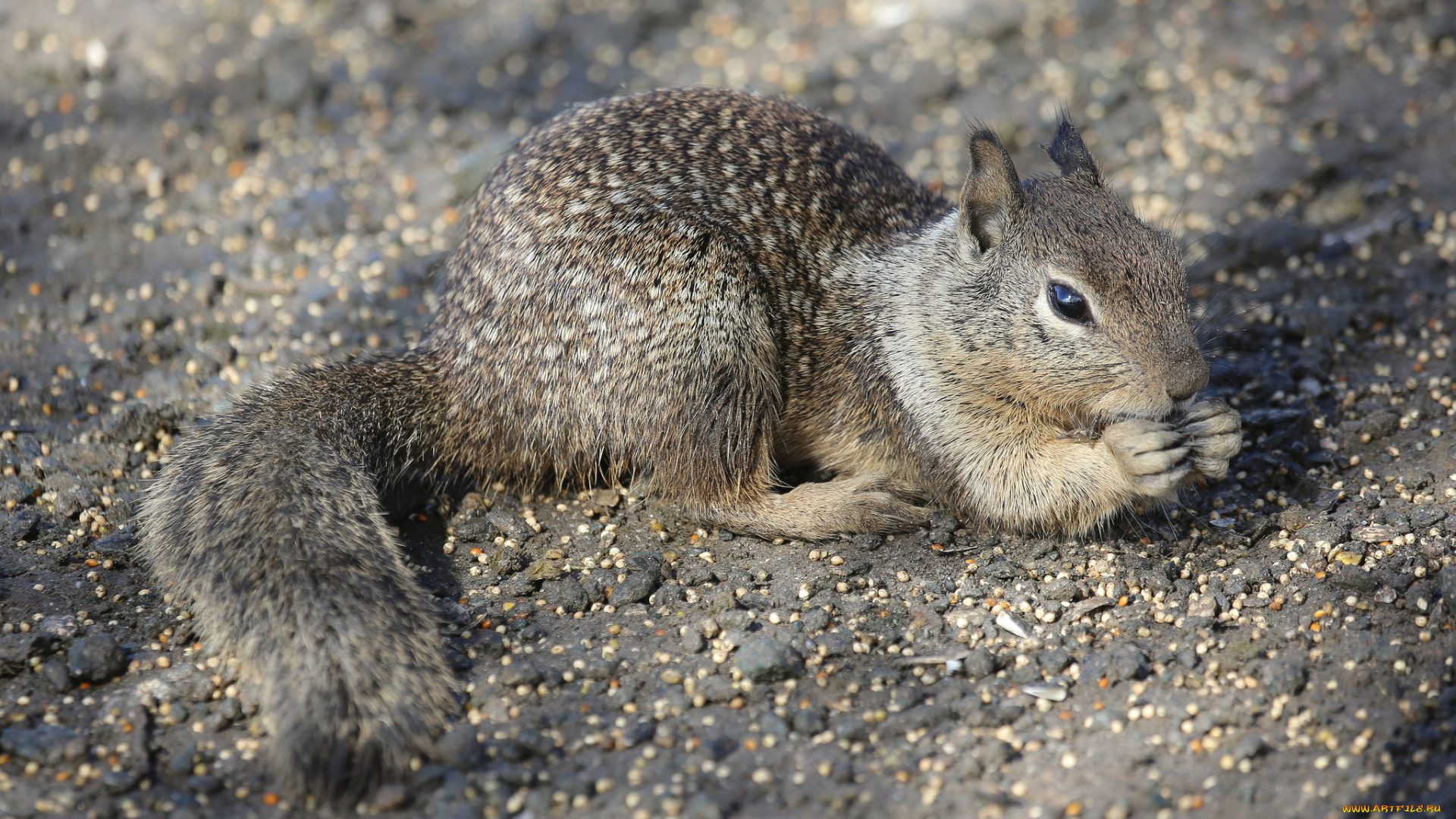 животные, белки, белка, трапеза