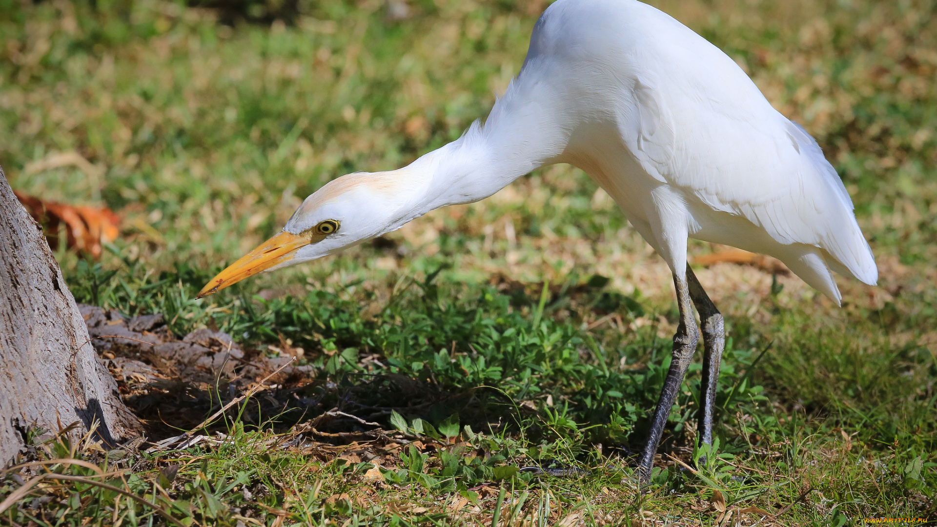 животные, цапли, белая, цапля, внимание
