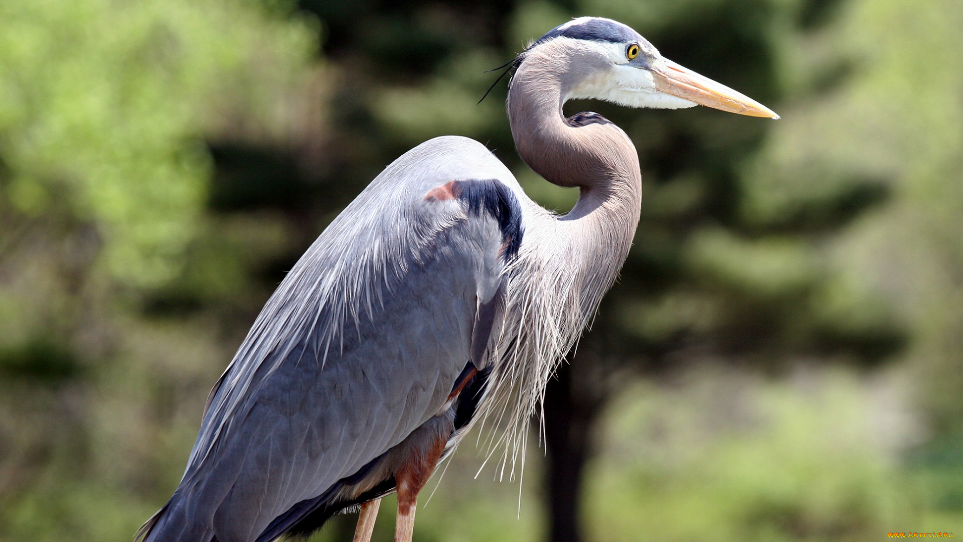 животные, цапли, птица, цапля, профиль, зелёный, фон, клюв, серая