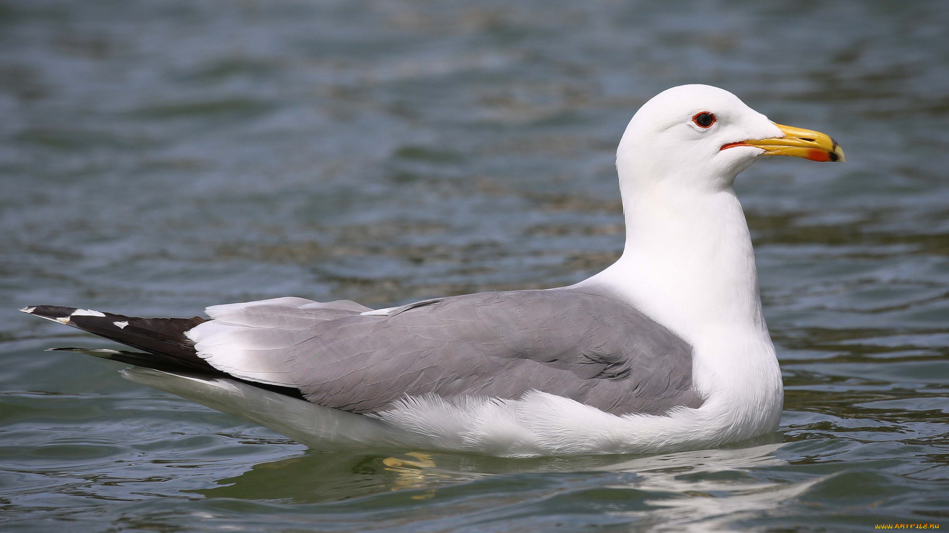 животные, Чайки, , бакланы, , крачки, чайка, вода