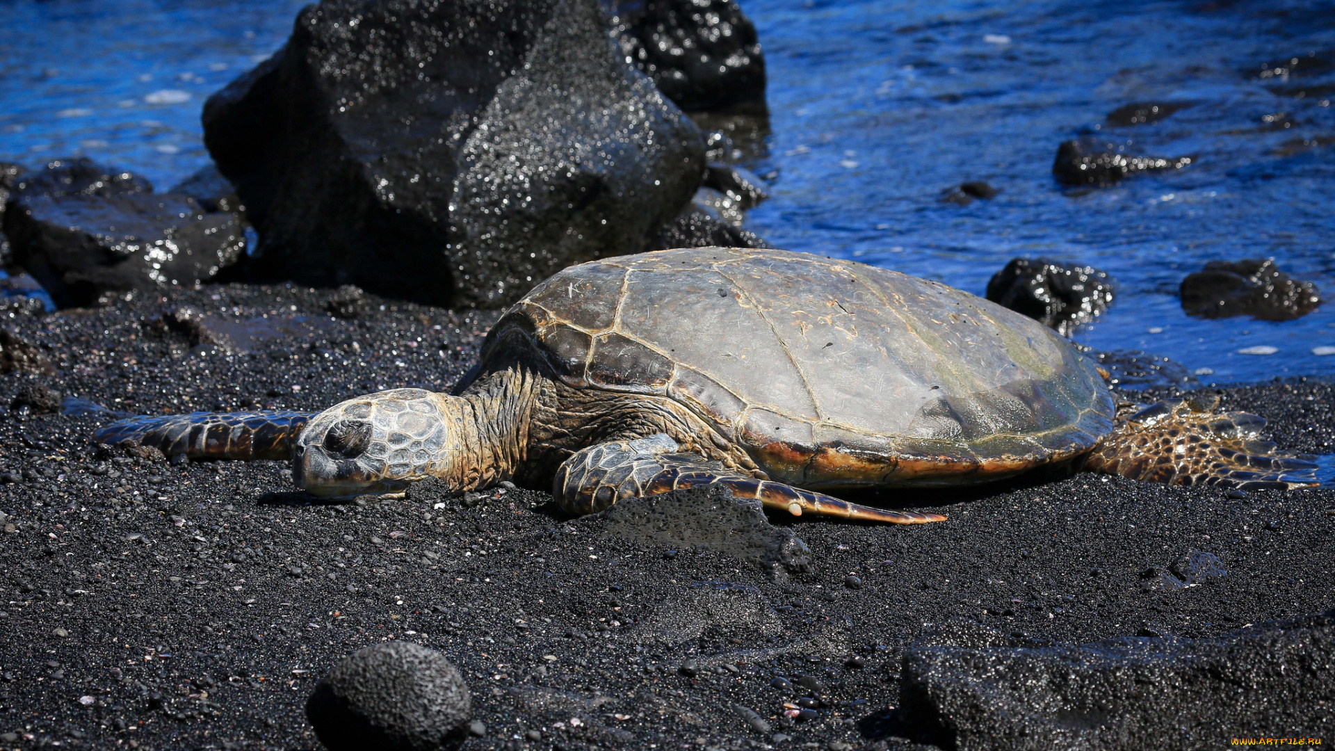 животные, Черепахи, берег, черепаха