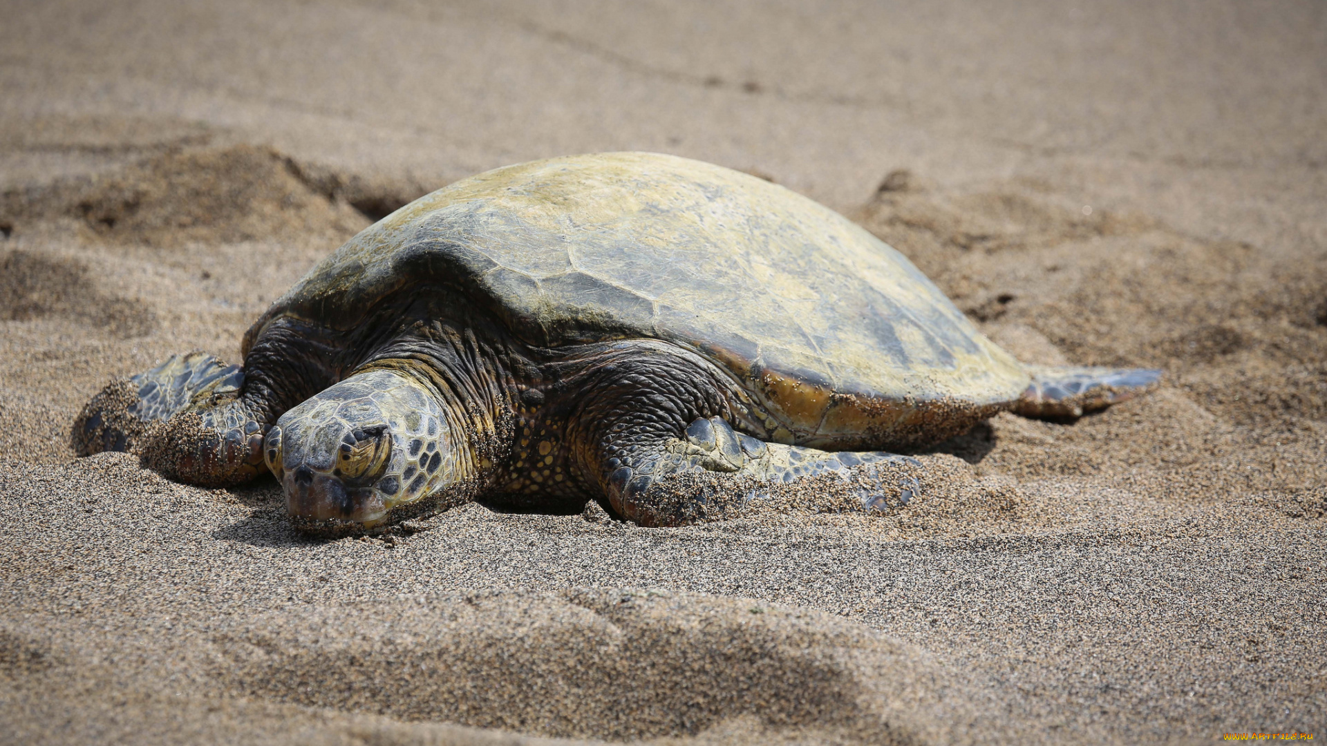 животные, Черепахи, черепаха, берег