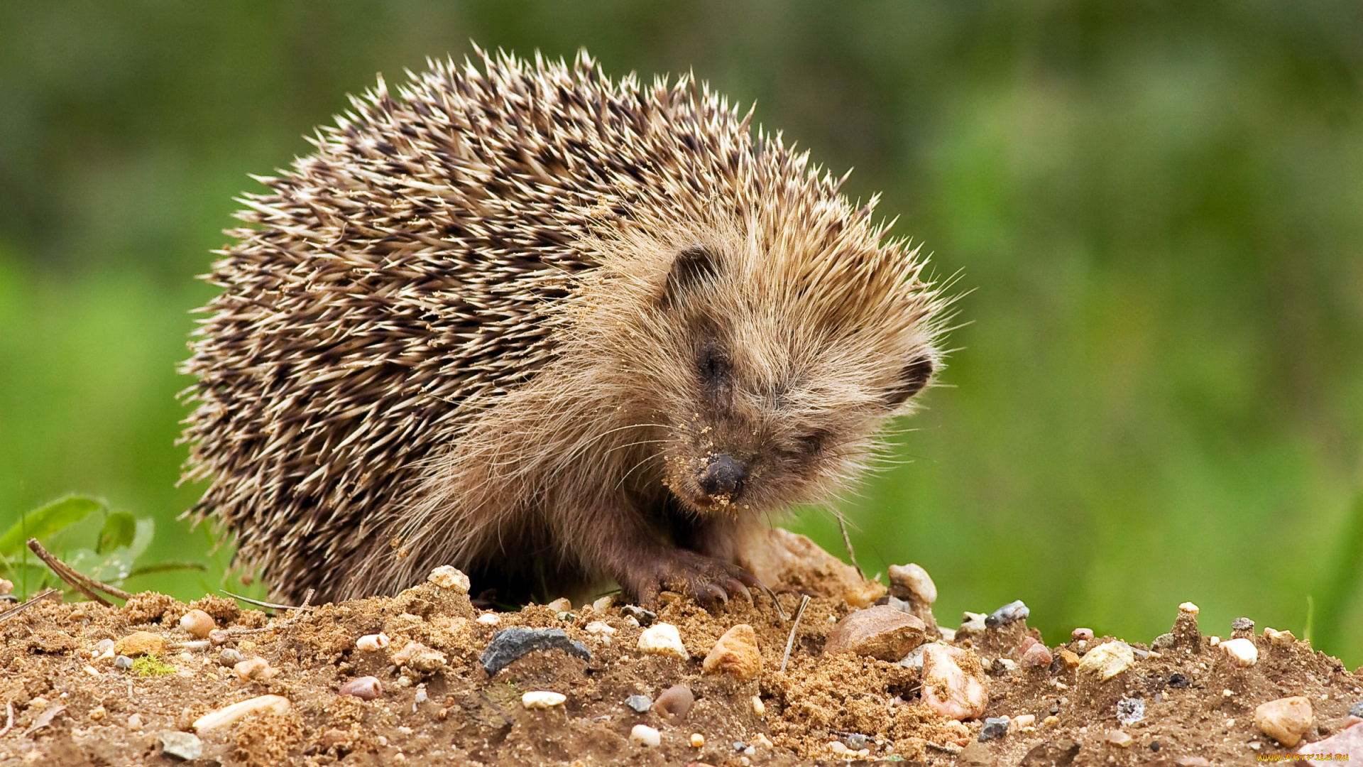 животные, ежи, колючки