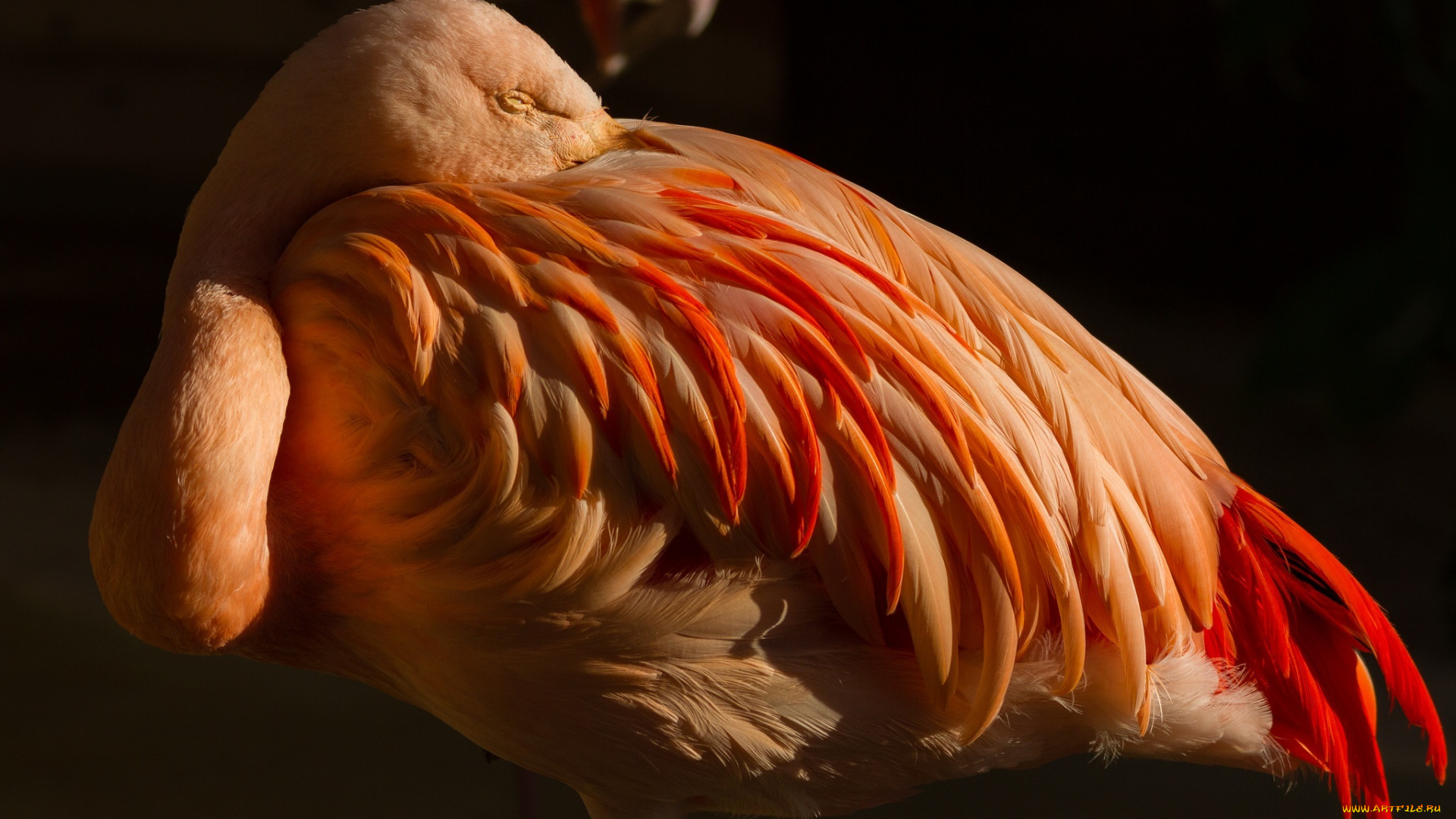 животные, фламинго, розовый, дремлет, птица