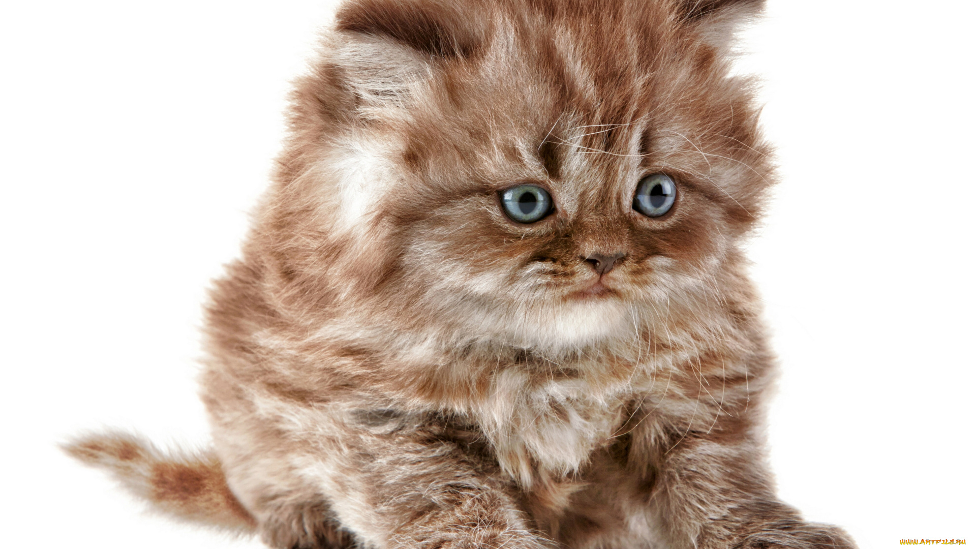 животные, коты, британская, длинношёрстная, кошка, котёнок