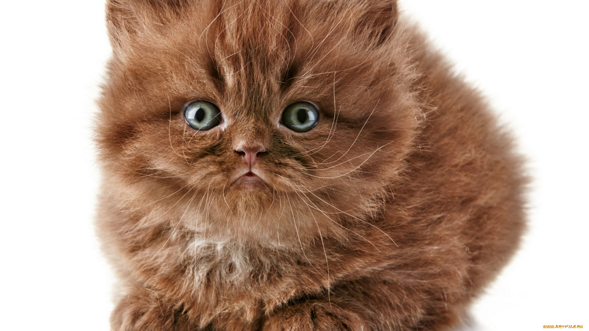 животные, коты, британская, длинношёрстная, кошка, котёнок