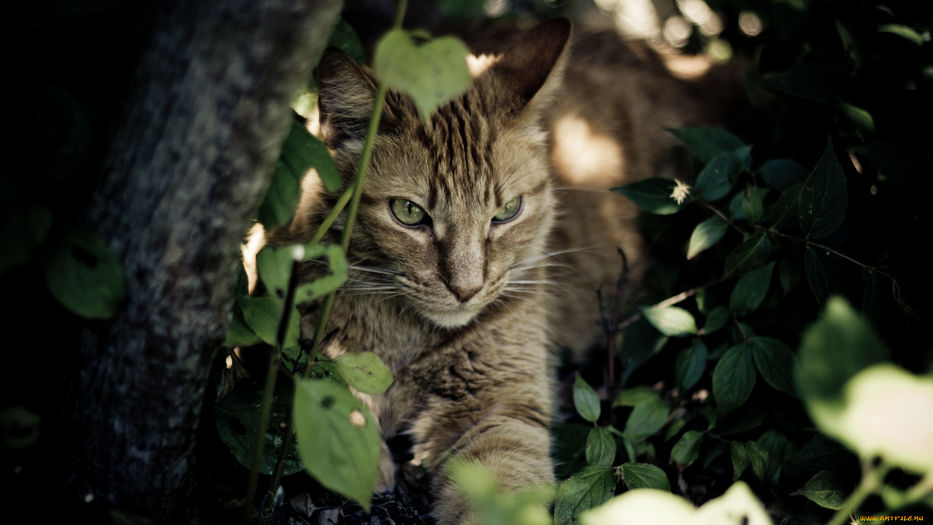 животные, коты, отдых, тень, заросли, морда, кошка