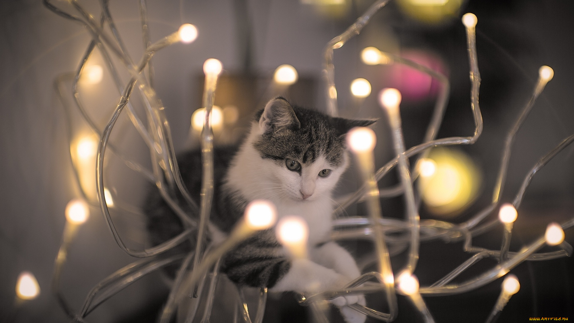 животные, коты, свет, лампочки, малыш, мордочка, котенок