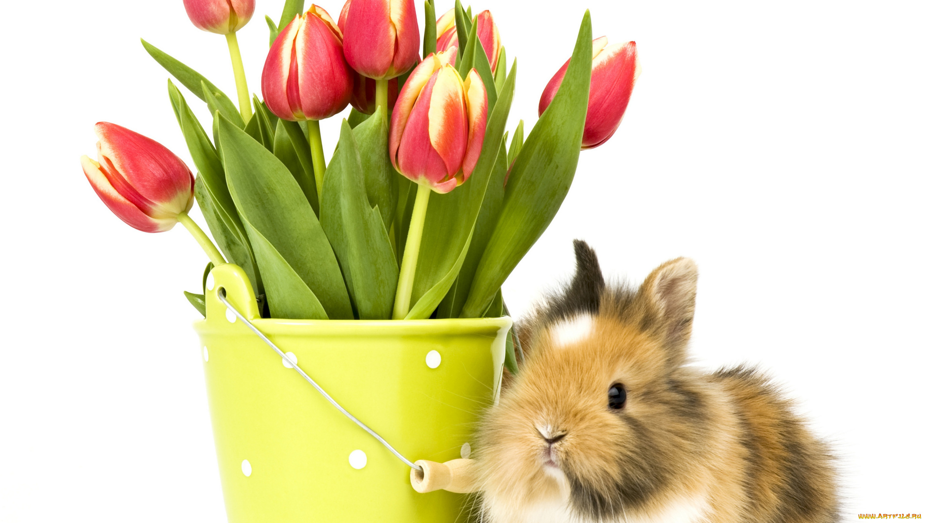 животные, кролики, , зайцы, фон, ведро, цветы, кролик