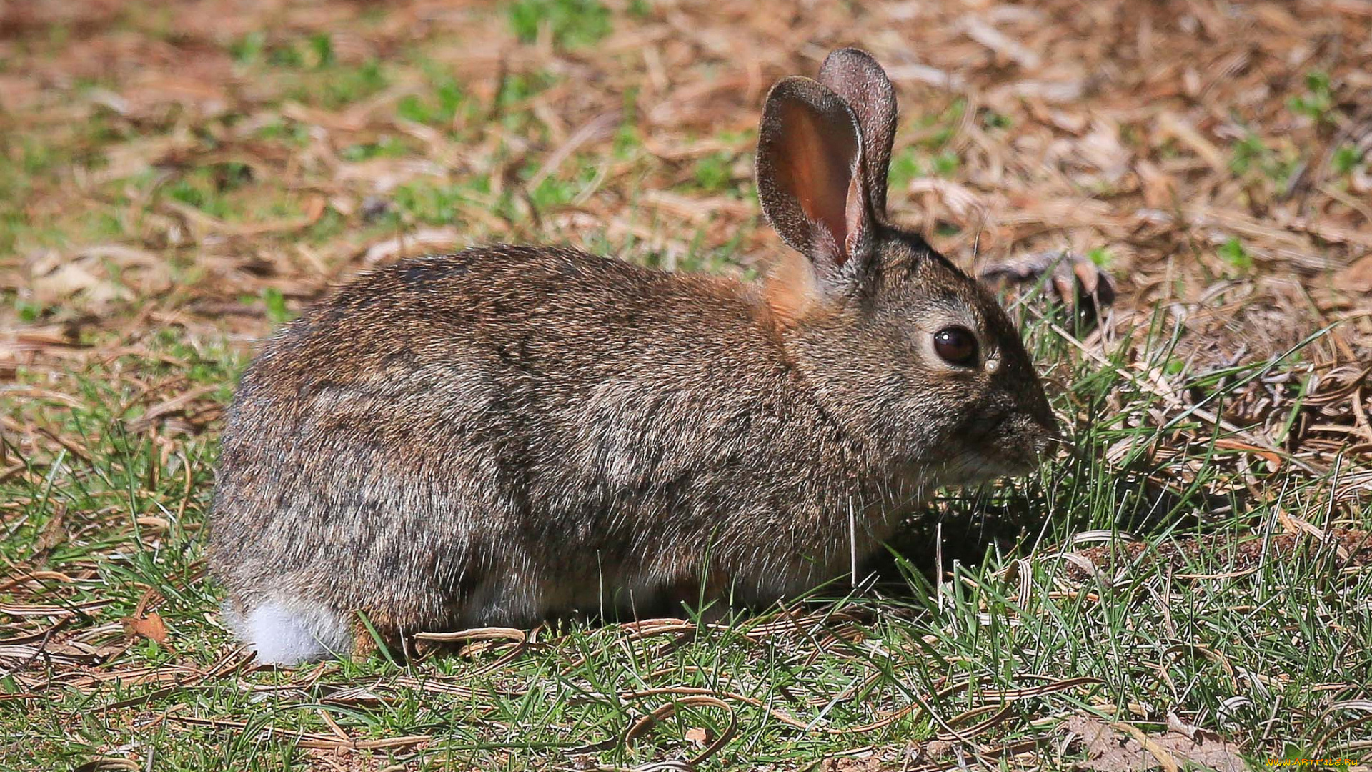 животные, кролики, , зайцы, заяц, русак