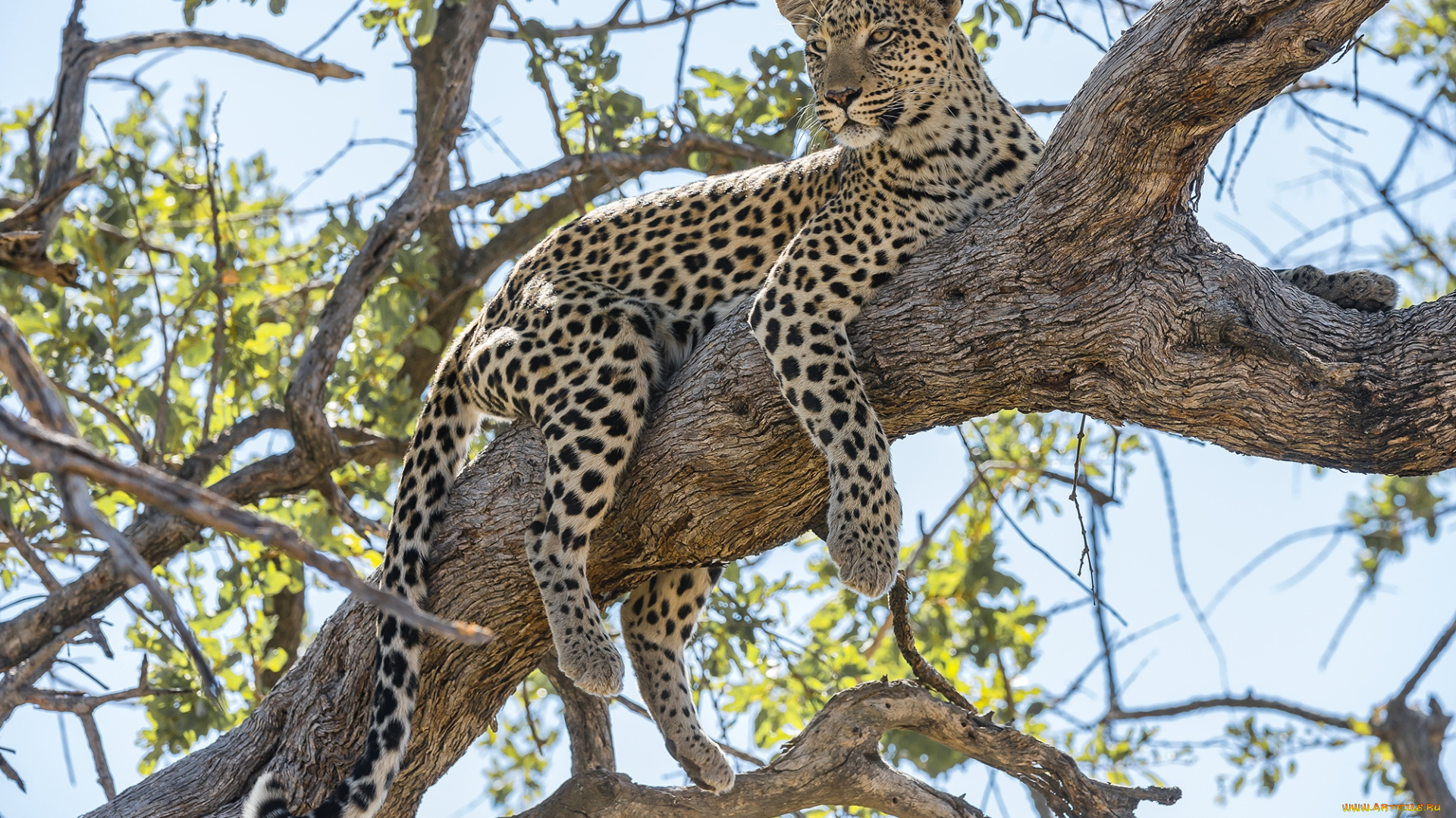 животные, леопарды, кошка, дерево
