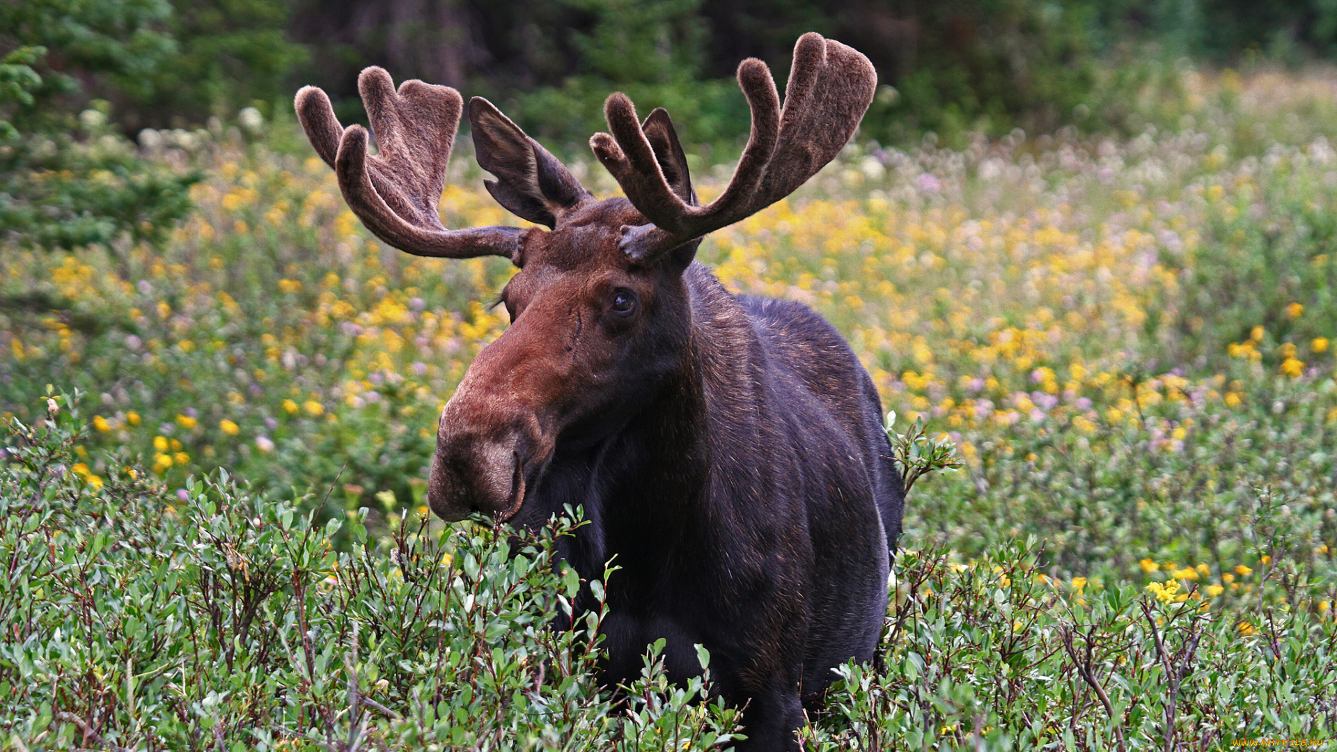 животные, лоси, сохатый, луг, лес