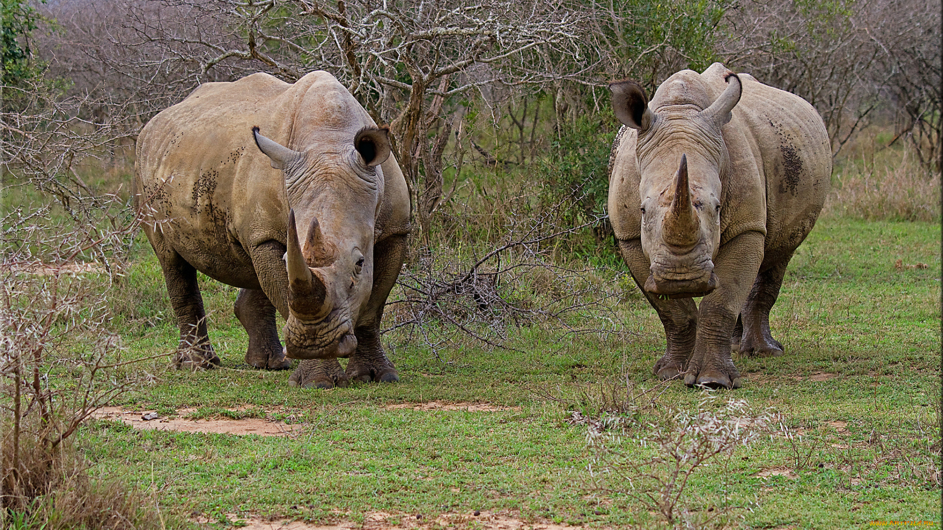 животные, носороги, пара