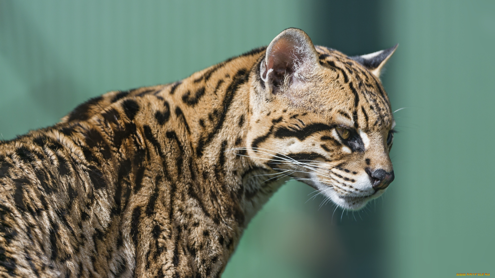 животные, оцелоты, пятна, профиль, кошка