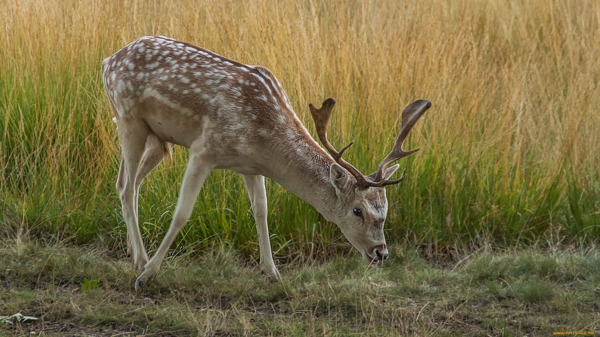 животные, олени, поле, дорога, пятнистый, олень