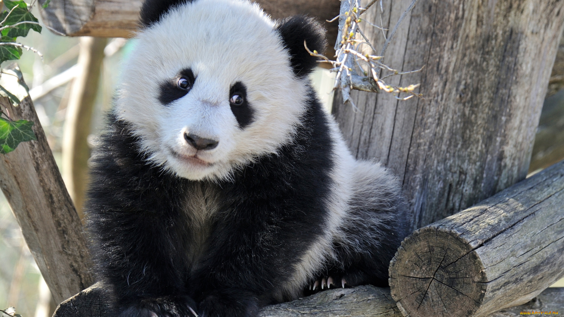 животные, панды, мишка