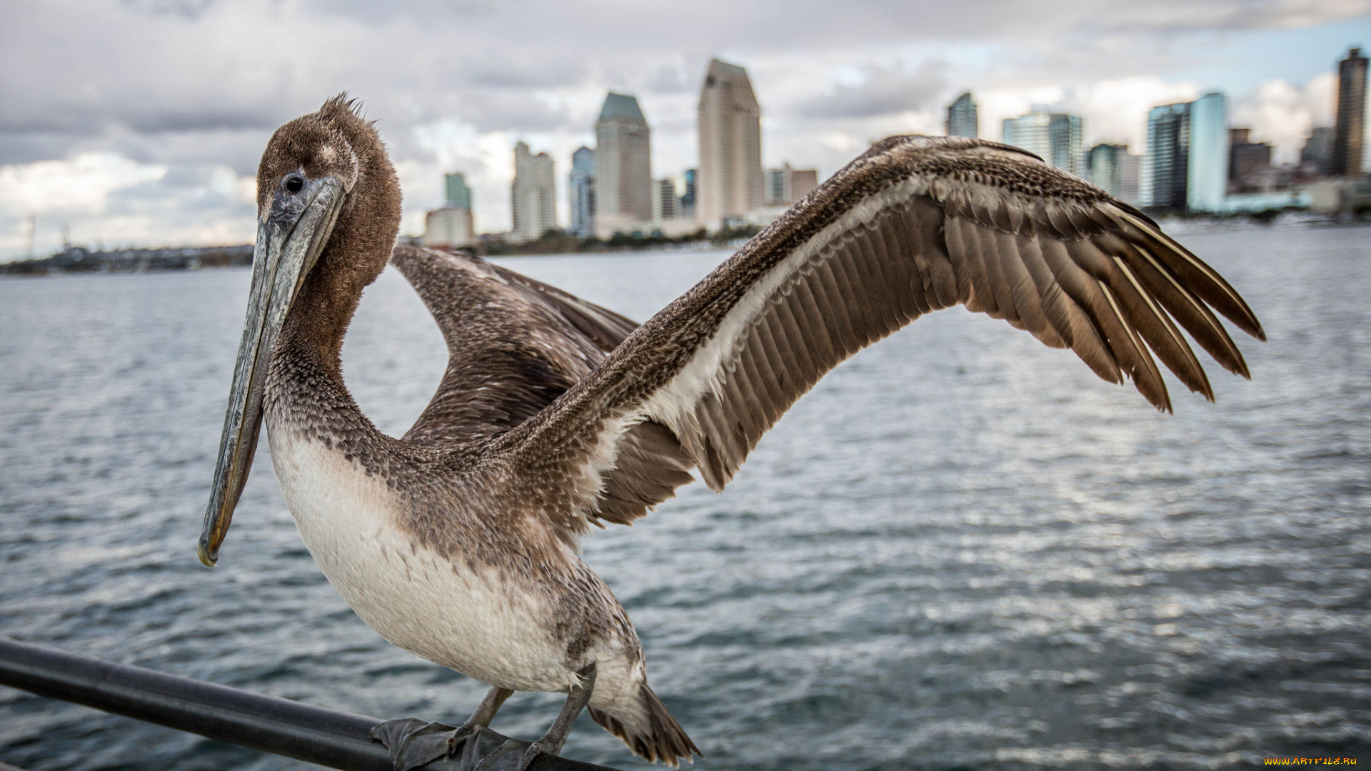 животные, пеликаны, перила, пеликан
