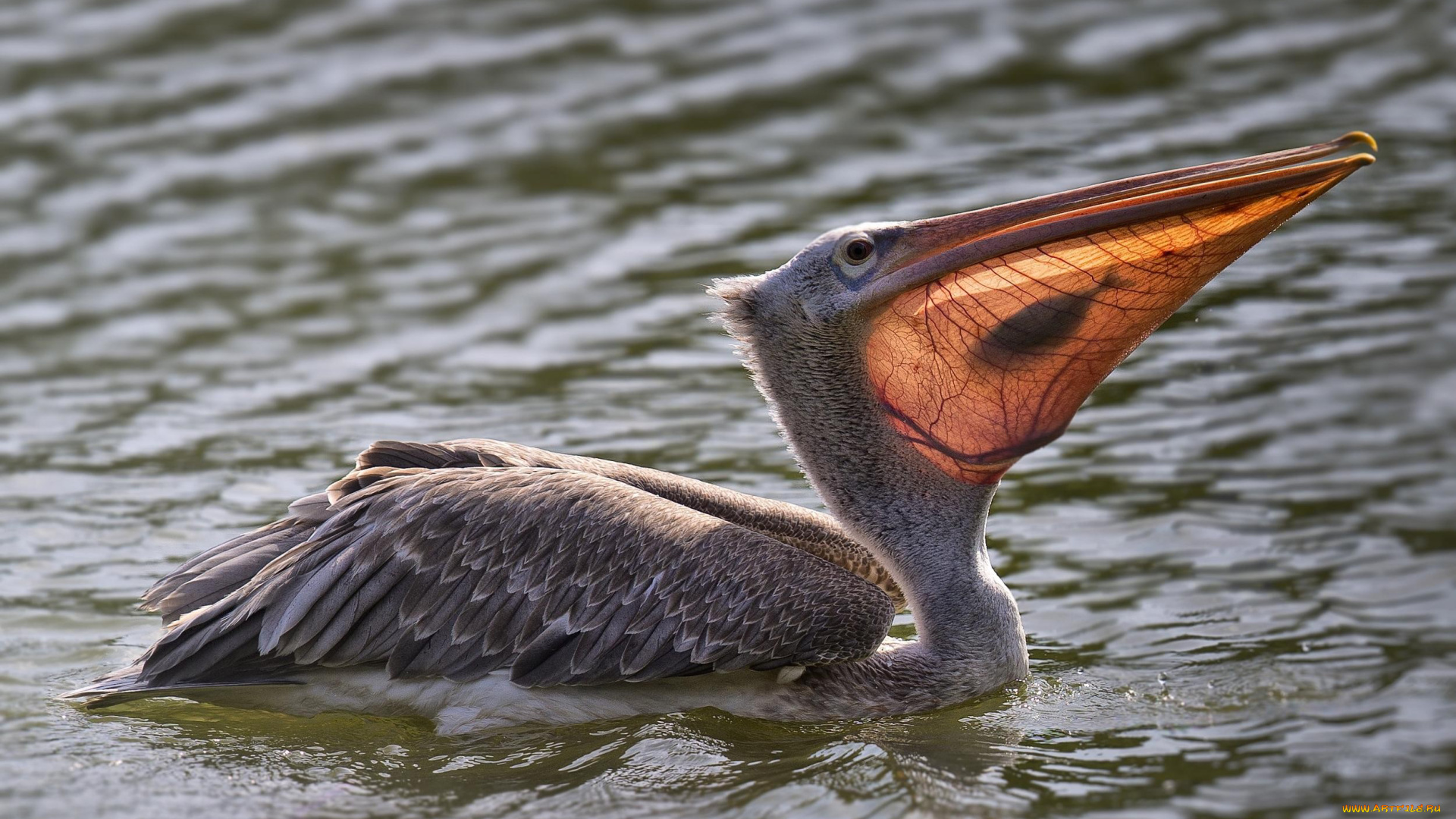 животные, пеликаны, рыбка, пеликан, птица, вода, еда, улов