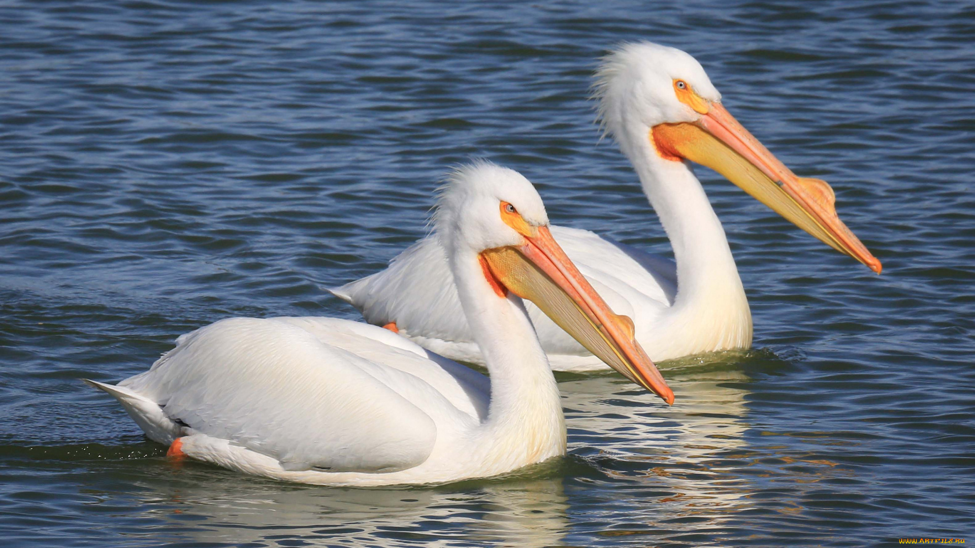 животные, пеликаны, вода