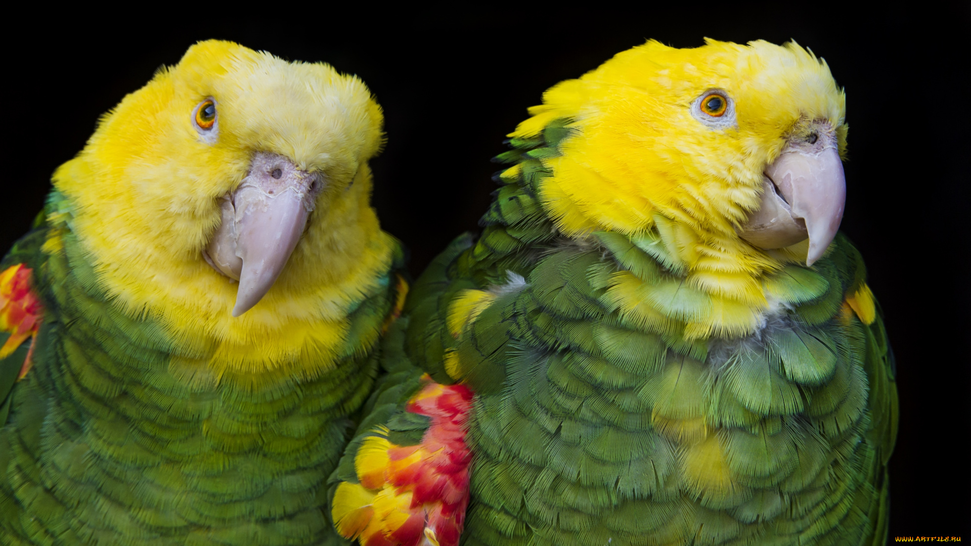 животные, попугаи, парочка