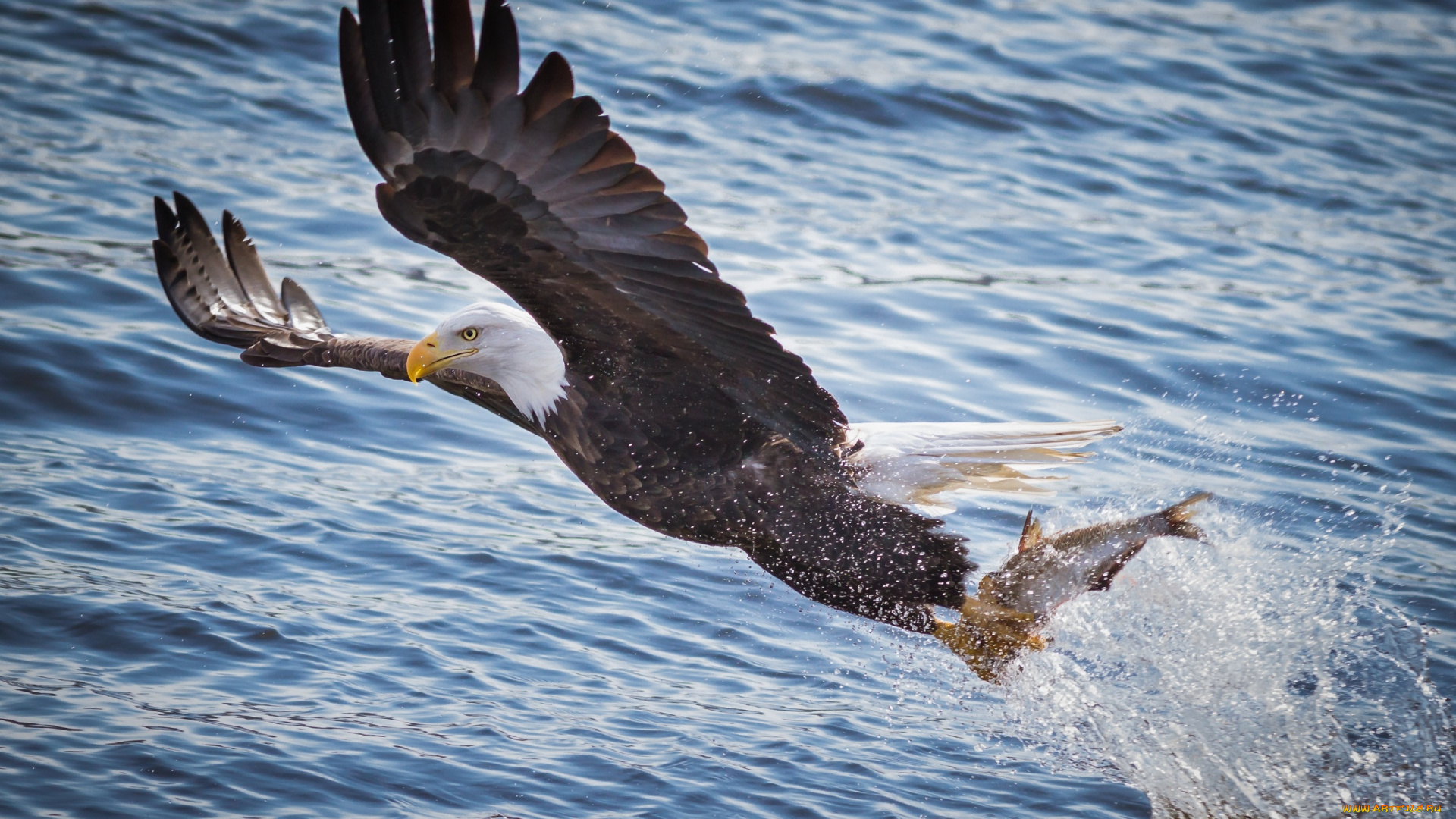 животные, птицы, -, хищники, брызги, хищник, орлан, добыча, рыба, рыбалка, полет, крылья