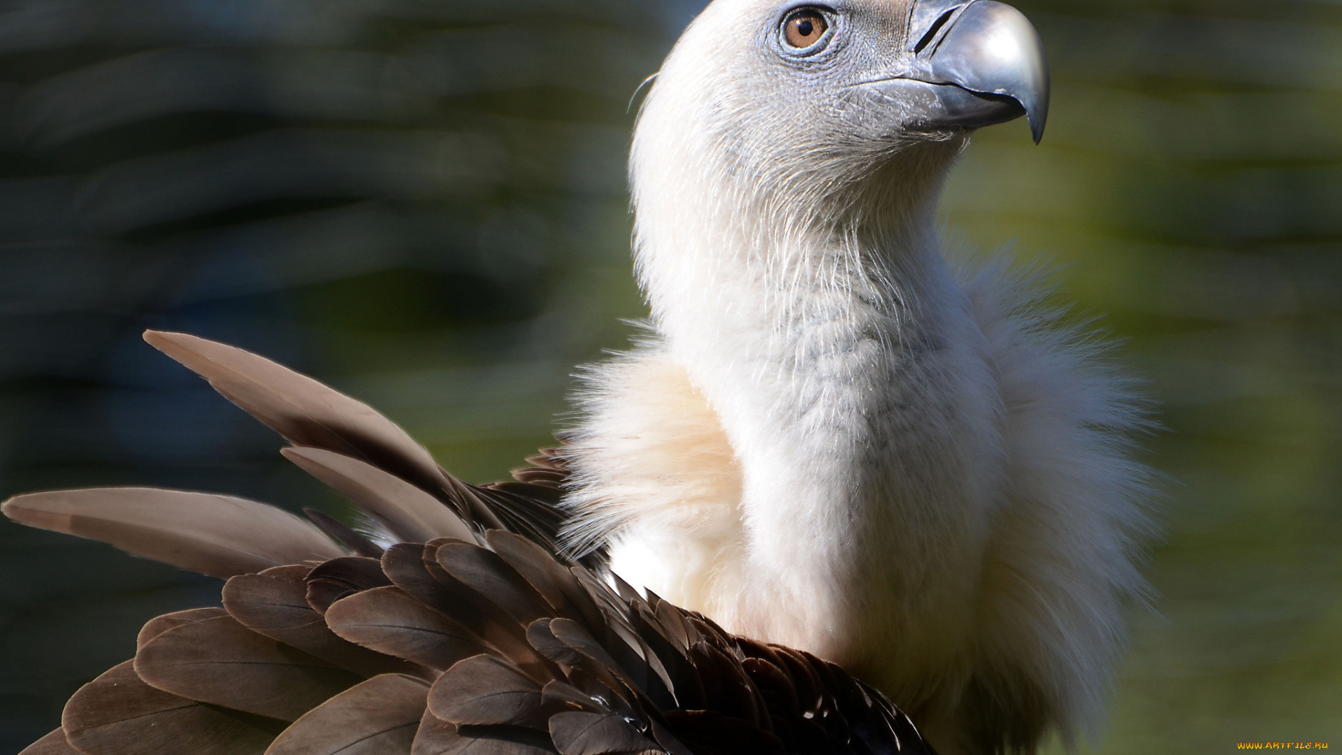 животные, птицы, -, хищники, оперение, шея, голова, гриф