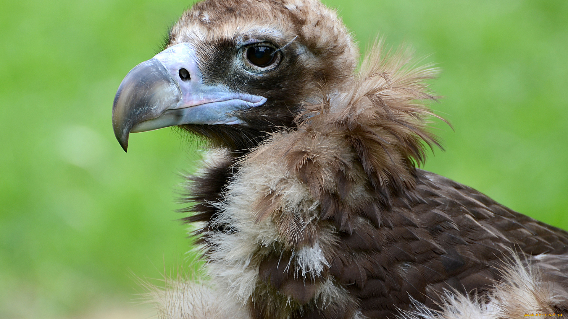животные, птицы, -, хищники, оперение, шея, голова, гриф