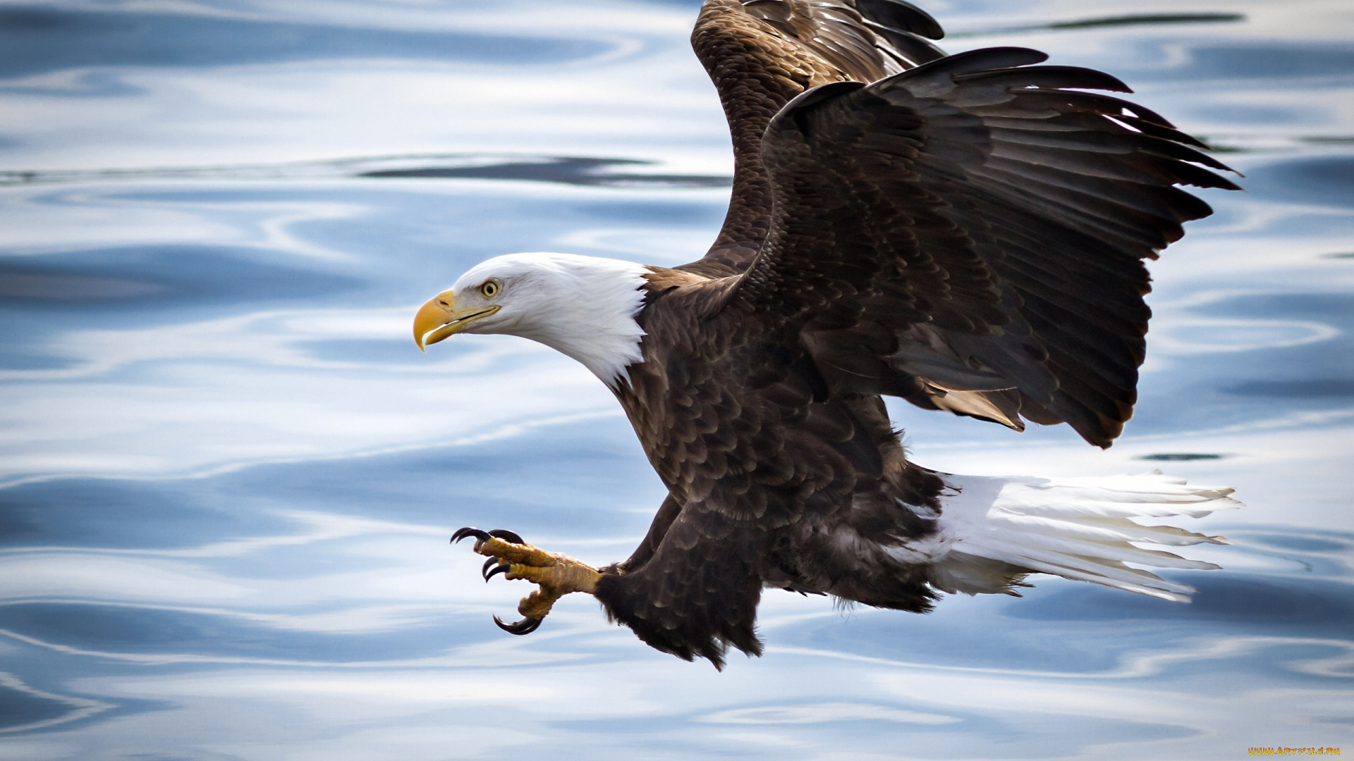 животные, птицы, -, хищники, река, вода, атака, полет, крылья, хищник, орлан