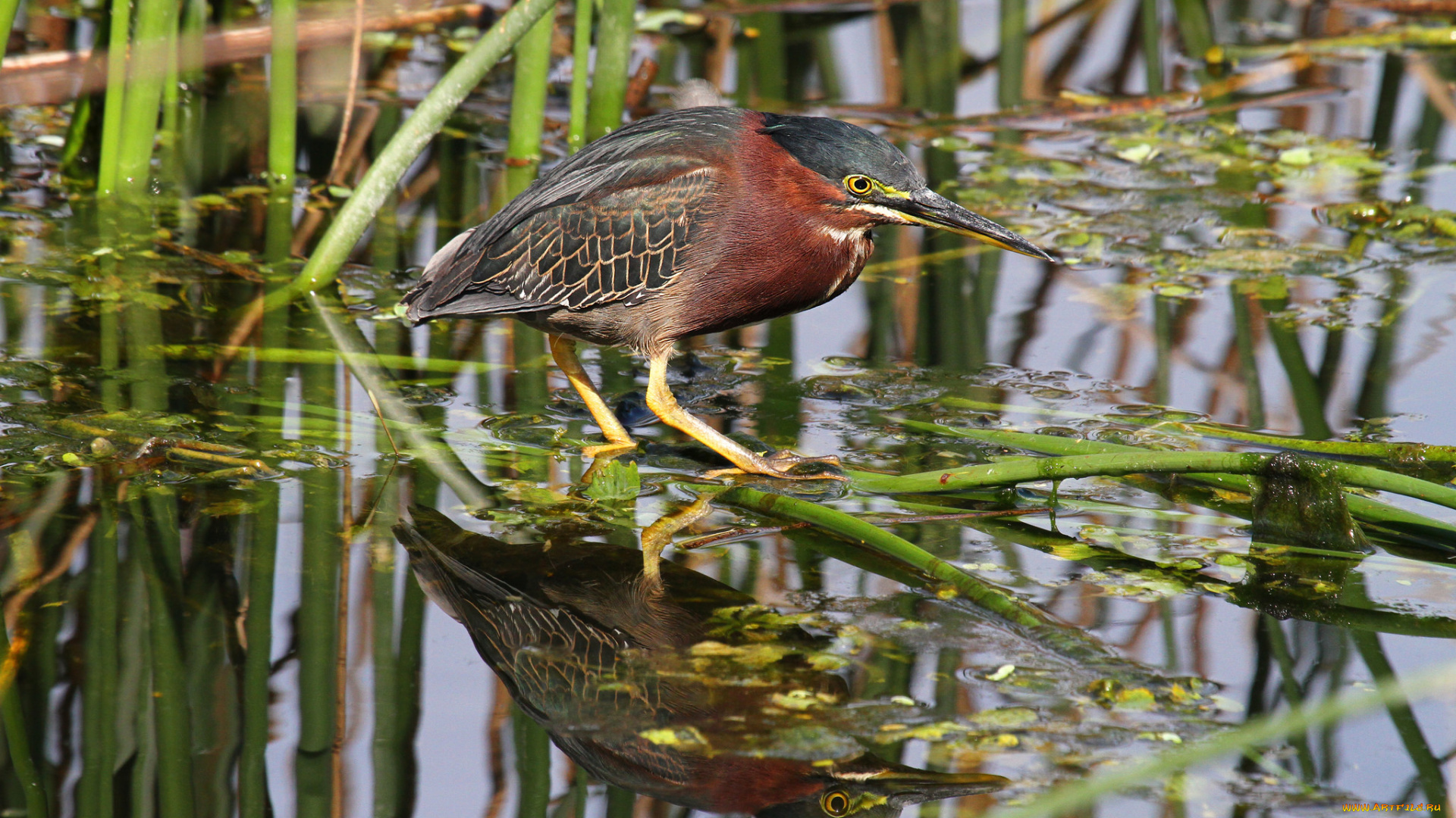 животные, птицы, выпь, камыш, вода