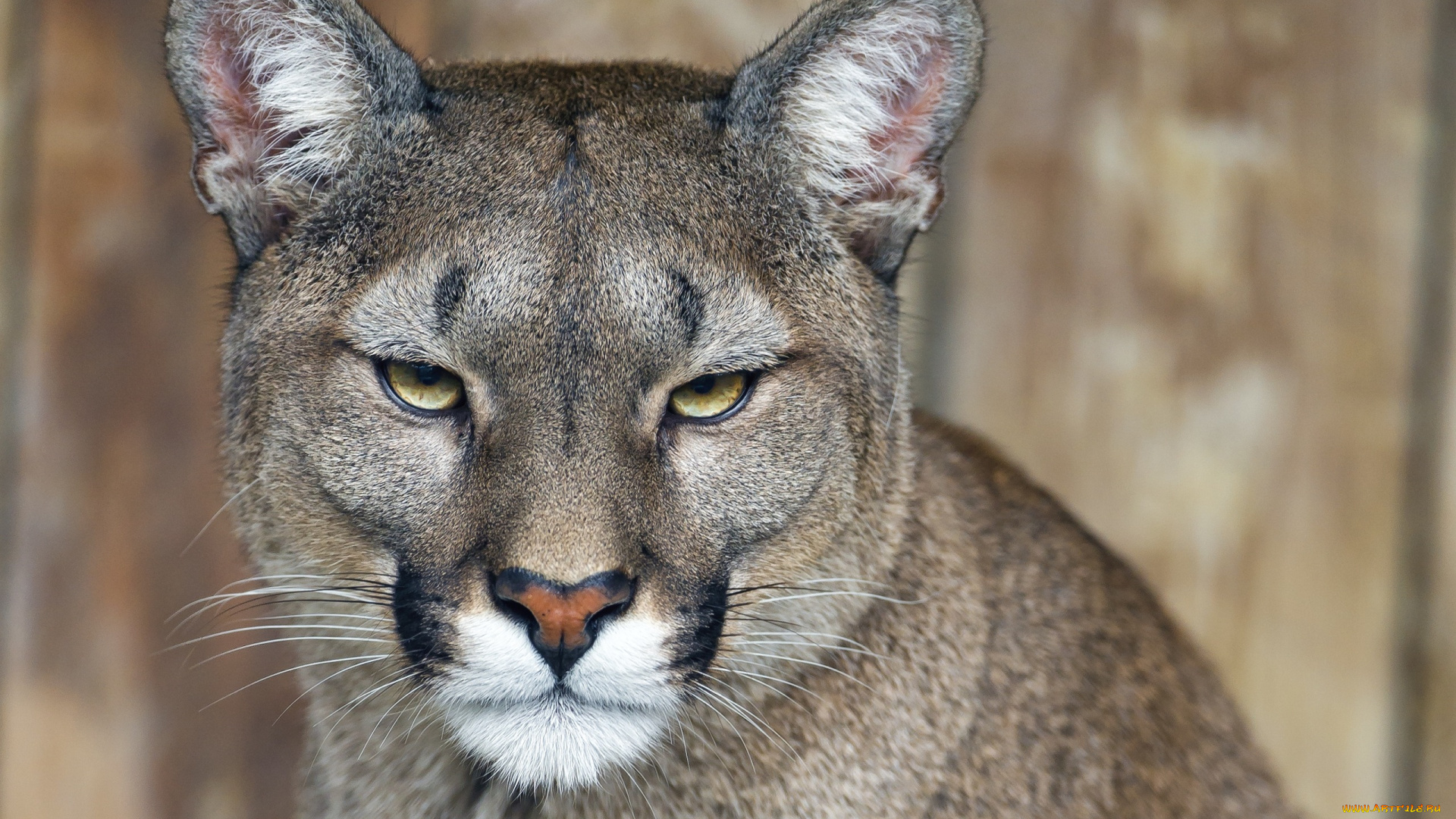 животные, пумы, морда, кугуар, кошка, портрет