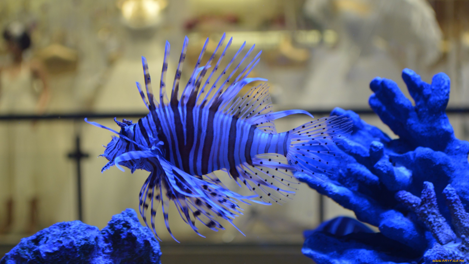 животные, рыбы, синяя, рыбка, аквариум